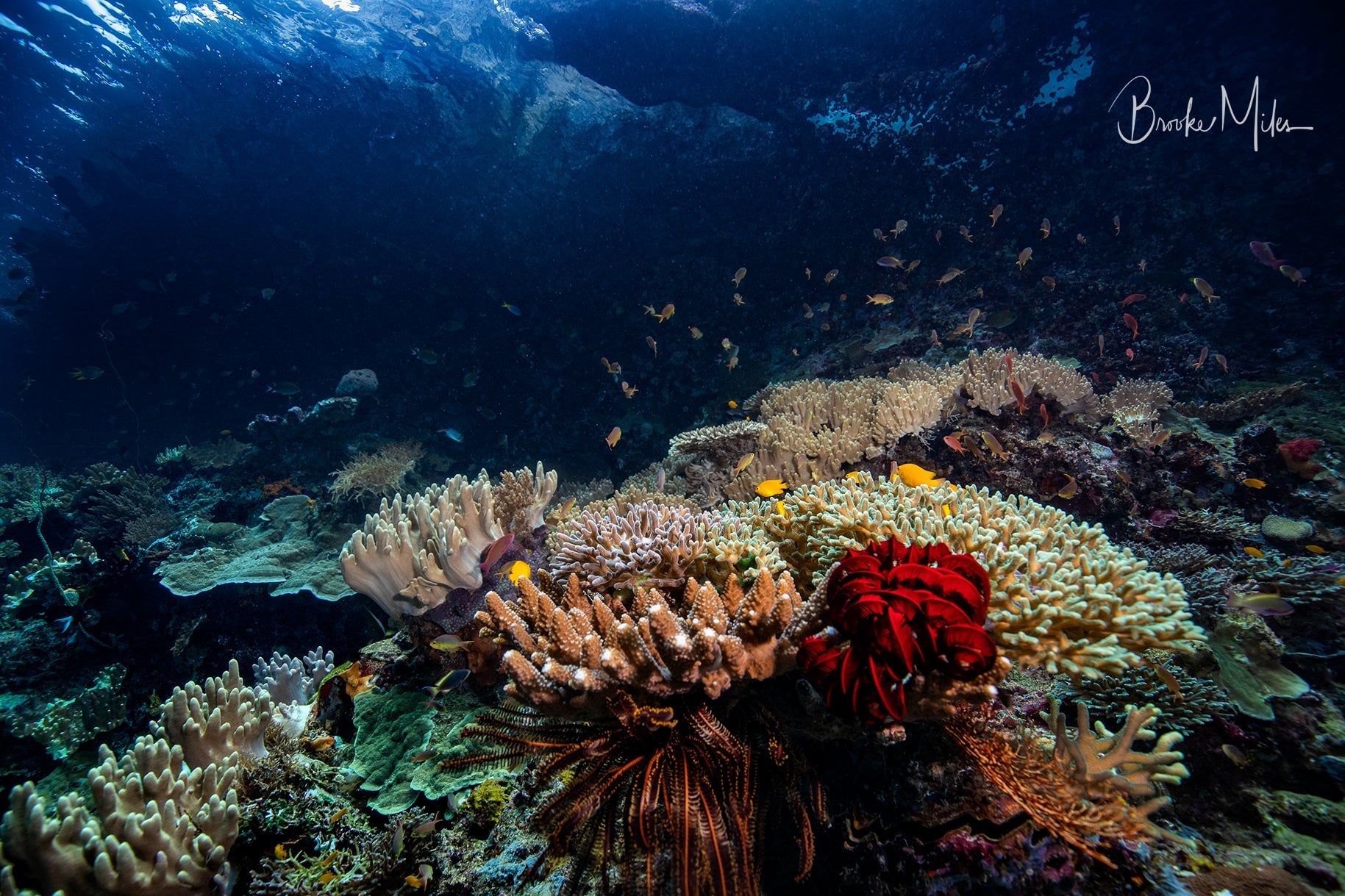 Underwater photo of colourful coral reef and reef fish, captured on the Great Barrier Reef near Cairns
