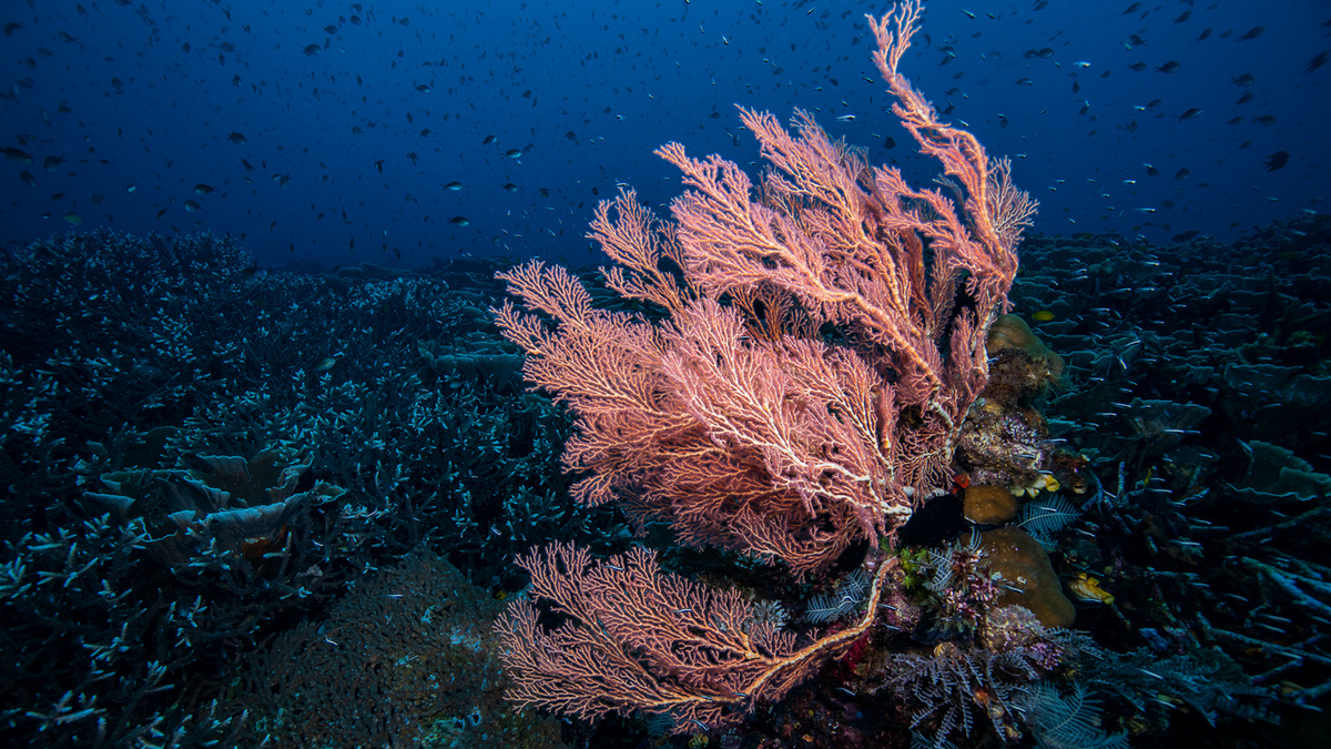 sea fan swaying underwater