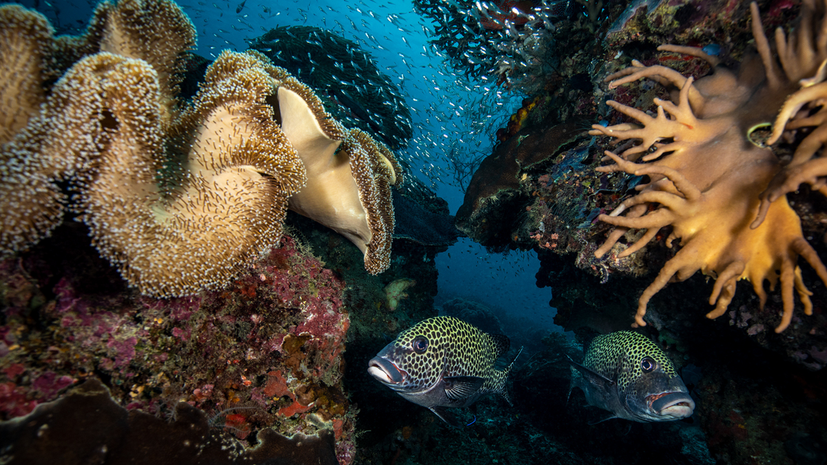 coral bommies in between corals