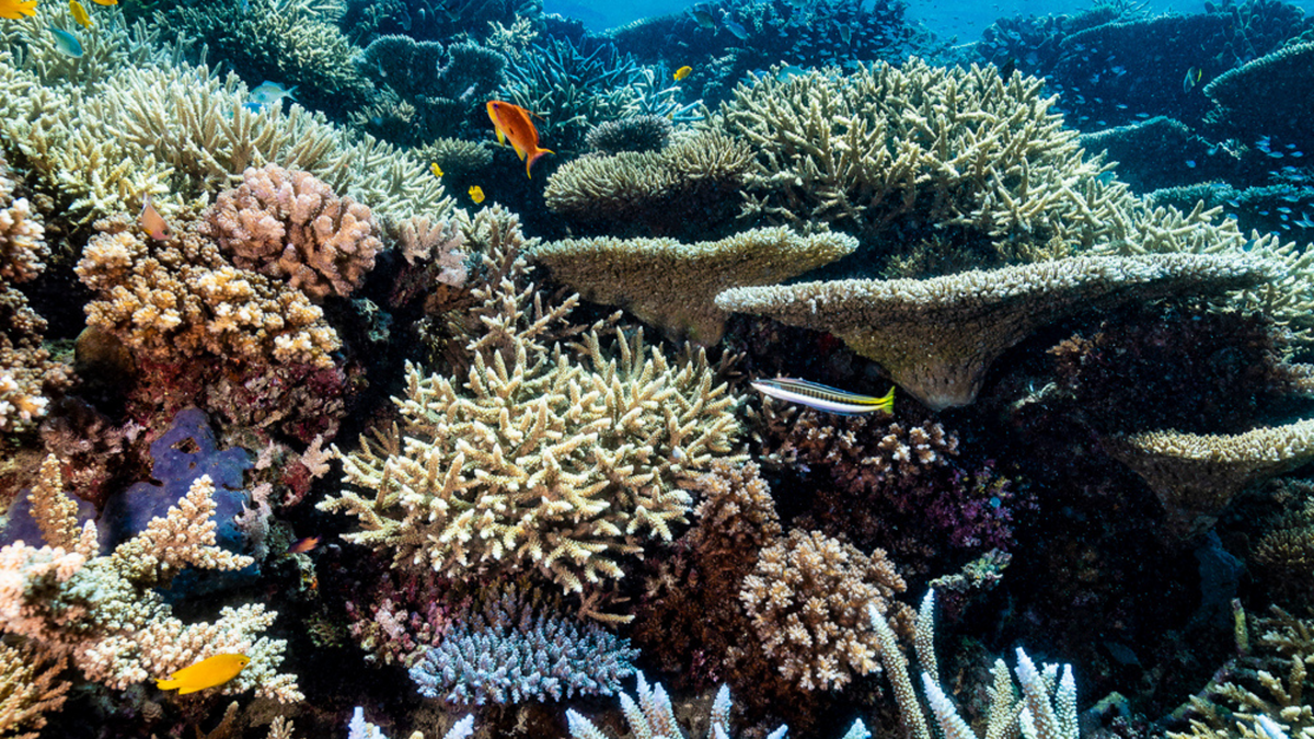 The Great Barrier Reef In Full Colour. Introducing ‘Lower Levels’