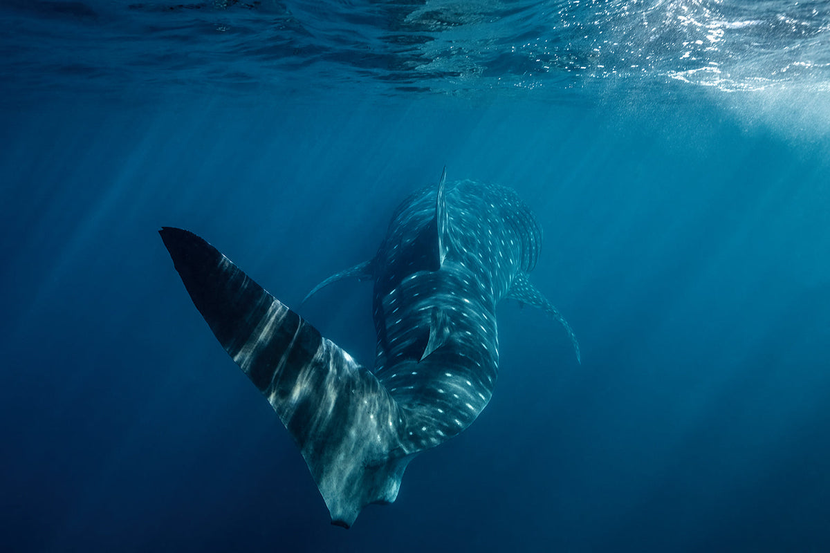underwater  whale shark photography by Brooke Miles