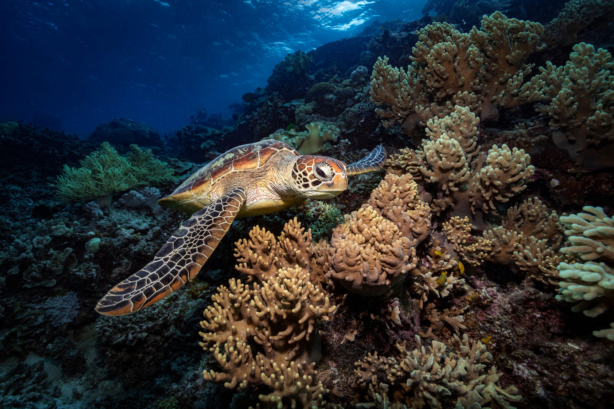 Turtle Prints and Gifts