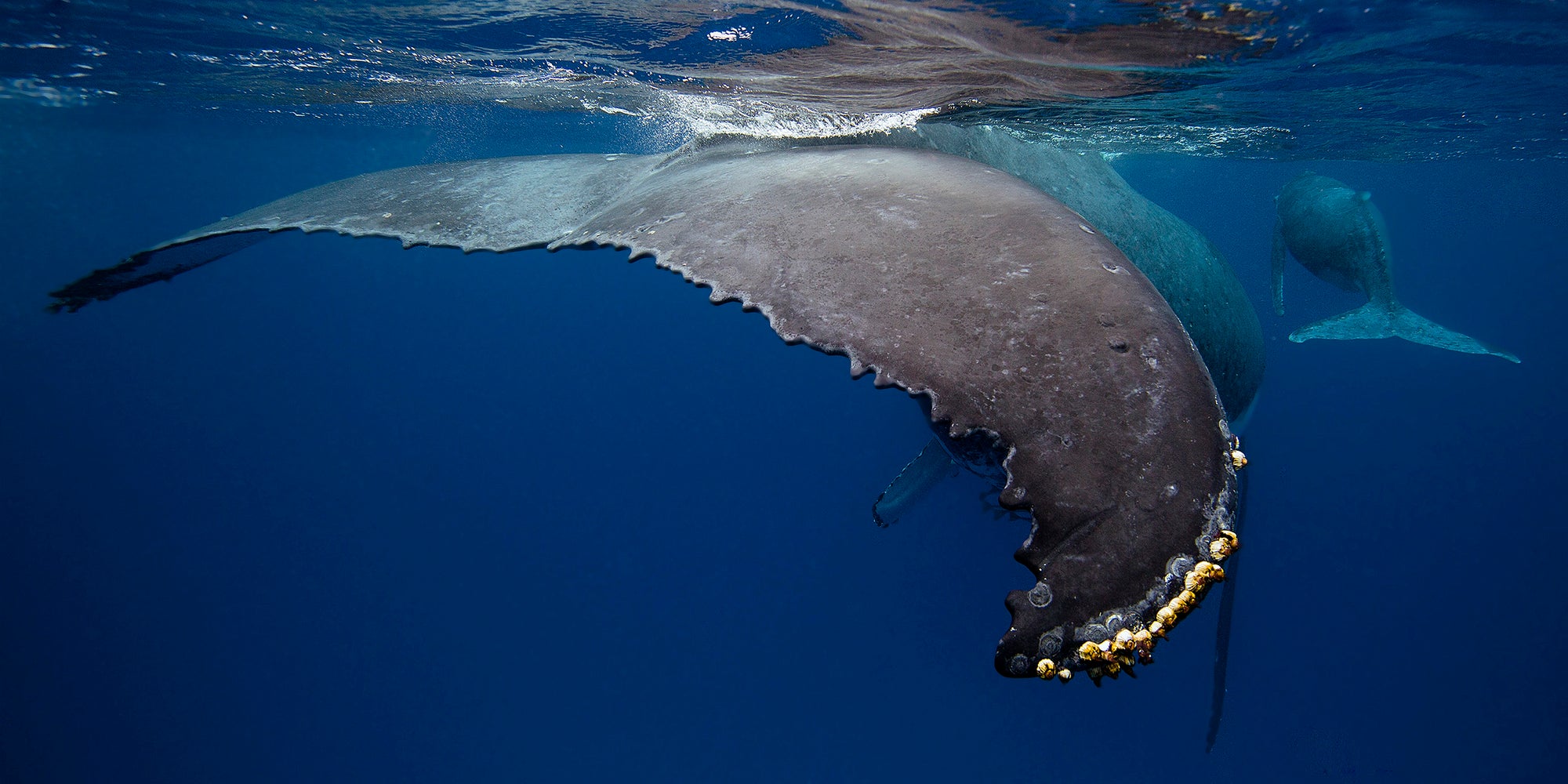 Humpback Whales | Prints, Gifts and Jewellery