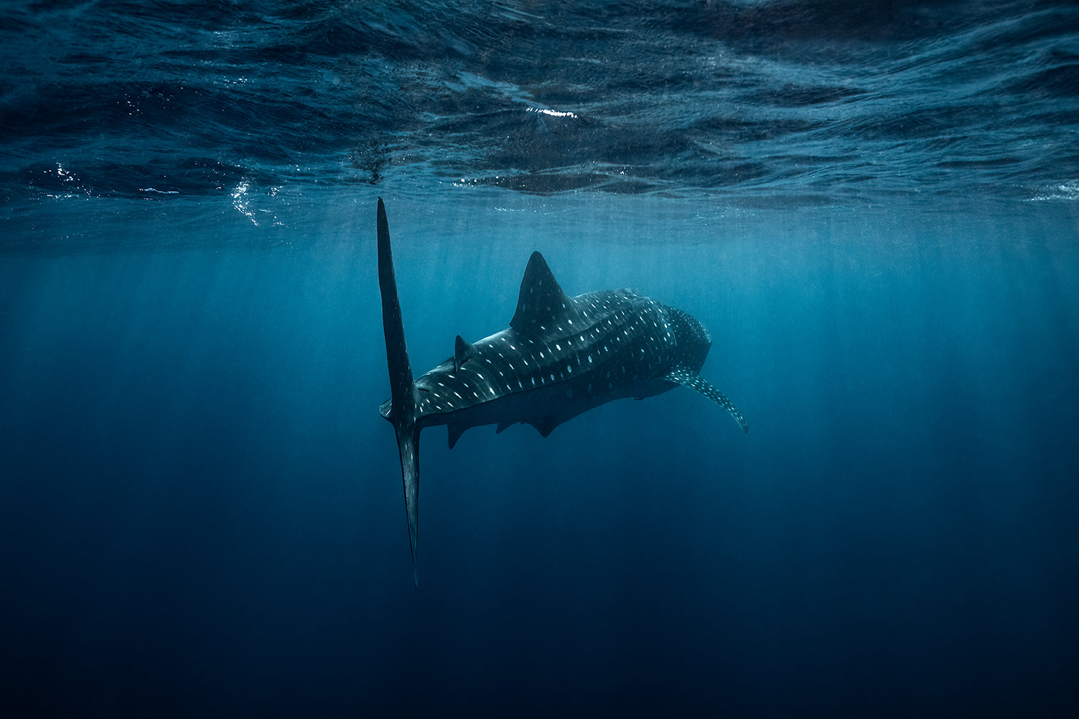 whale shark photograph with sunlight rays
