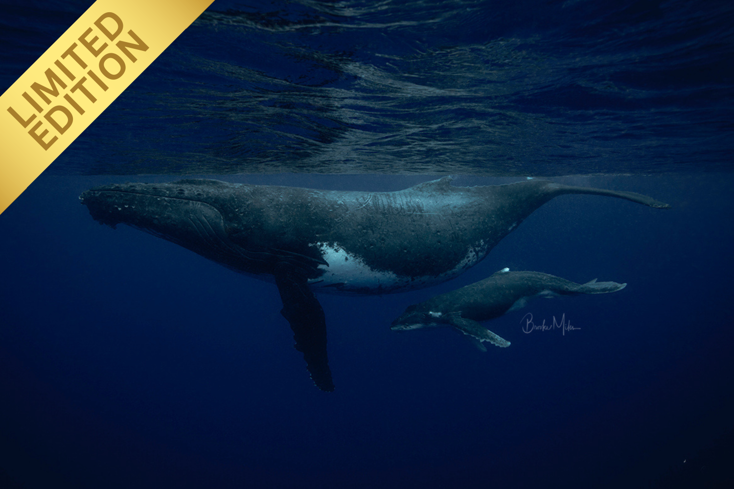 Swim School - Humpback Whale Print