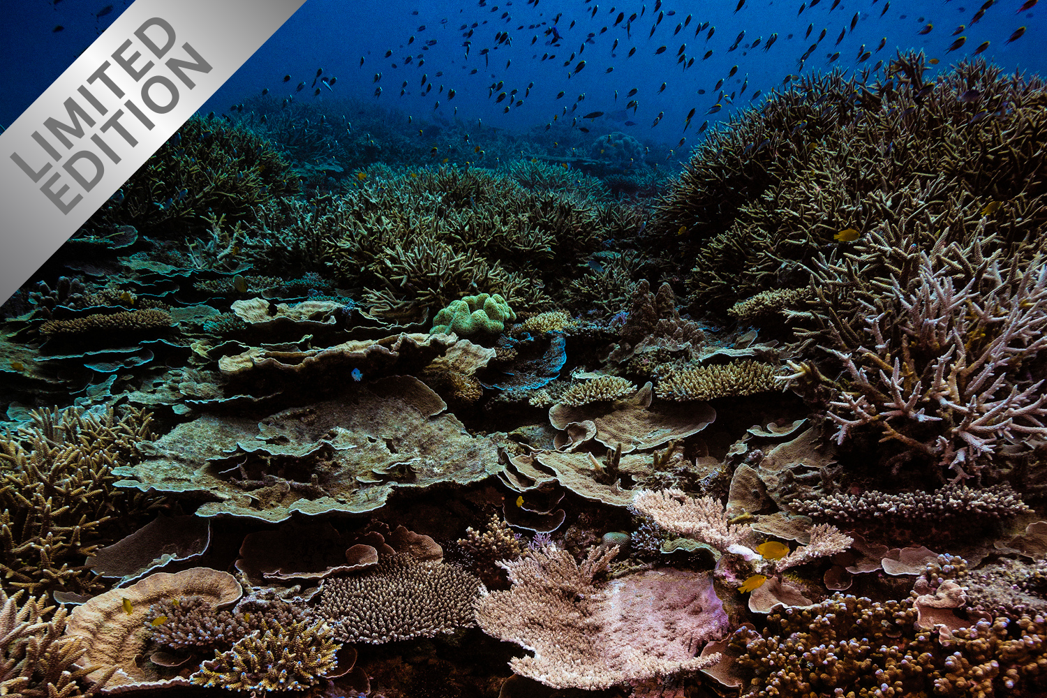 City - Underwater Reef Print