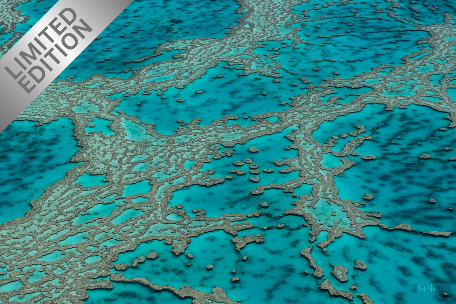 Coral Veins - Great Barrier Reef Print