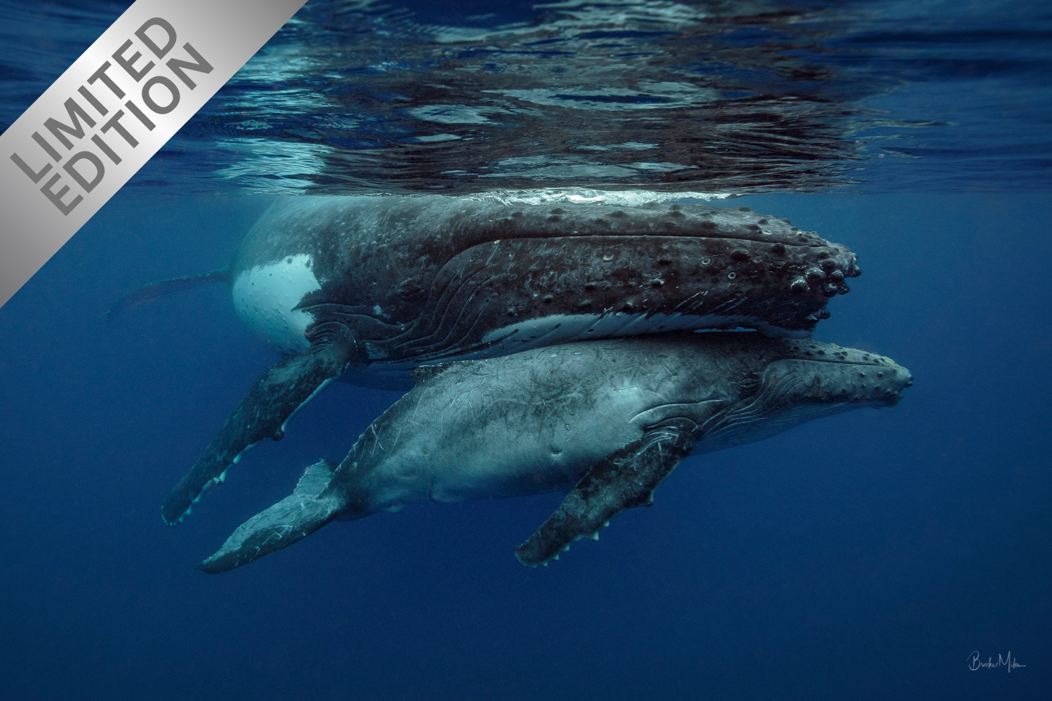 Cuddles - Humpback Whale Print