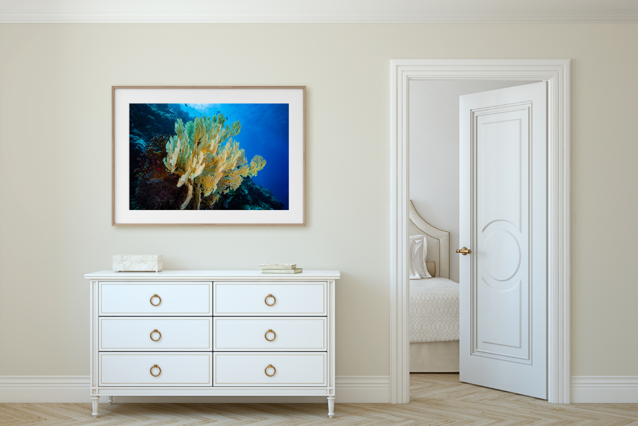 Big Fan - Underwater Reef Print
