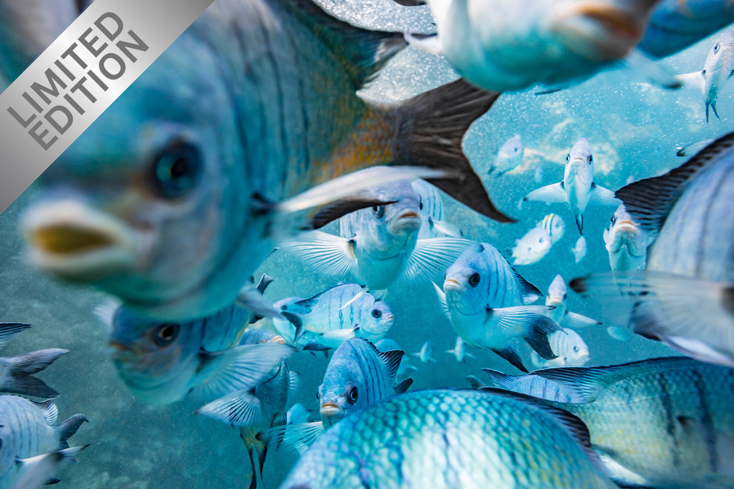 Damsel in Distress - Underwater Damselfish Print