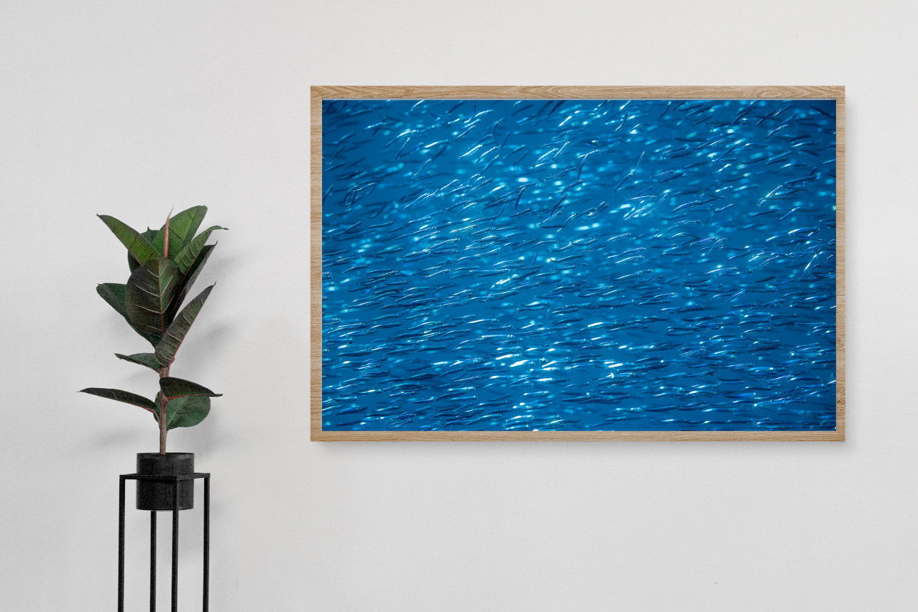 Bait Highway - Underwater Fish Print
