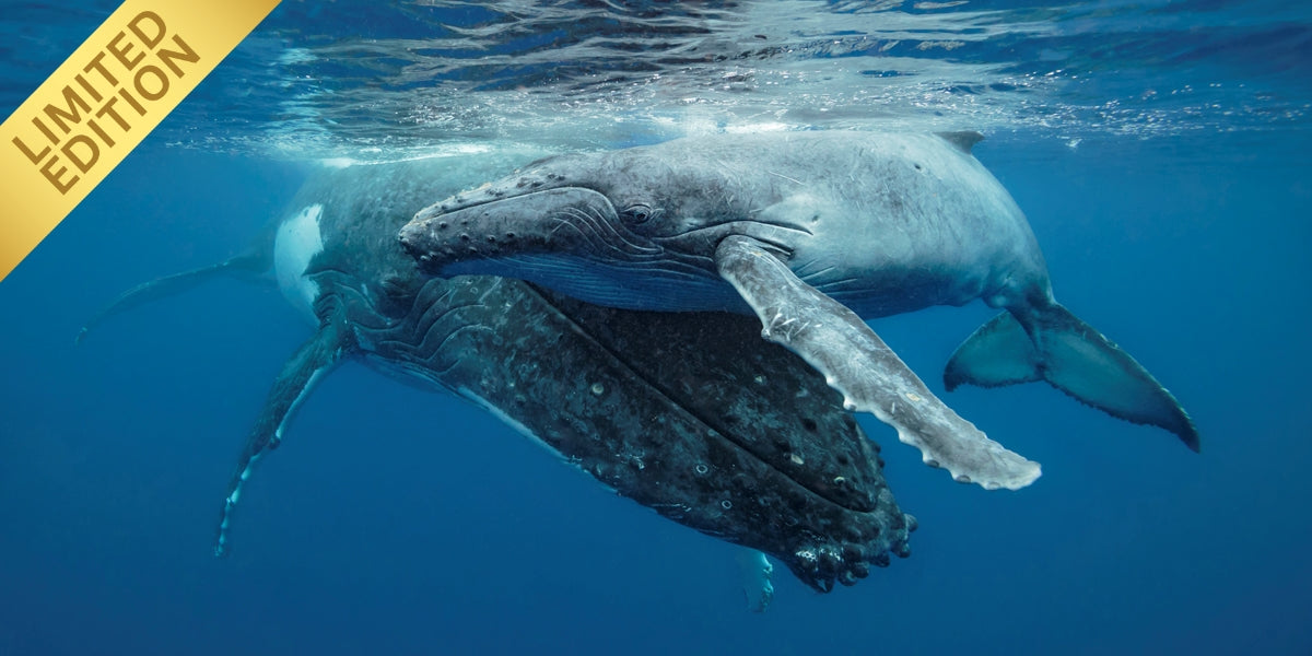 A Mothers Touch - Humpback Whale Print