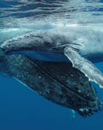 A Mothers Touch - Humpback Whale Print