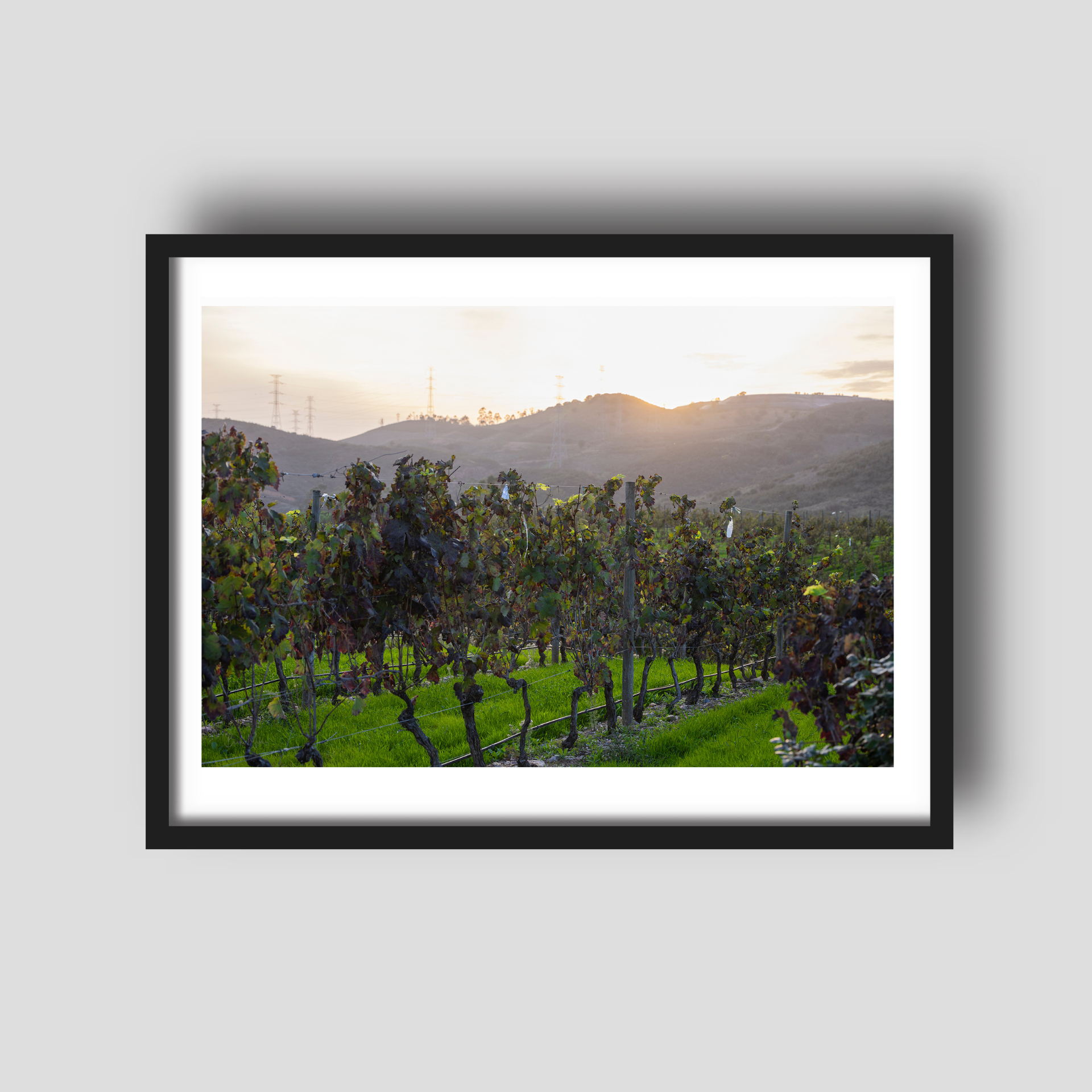 Algrave Vineyard - Portugal Winery Travel Print