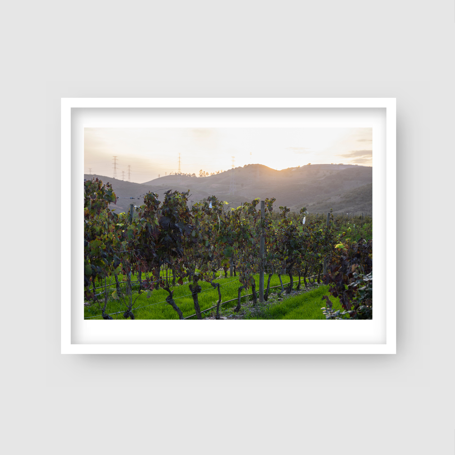 Algrave Vineyard - Portugal Winery Travel Print