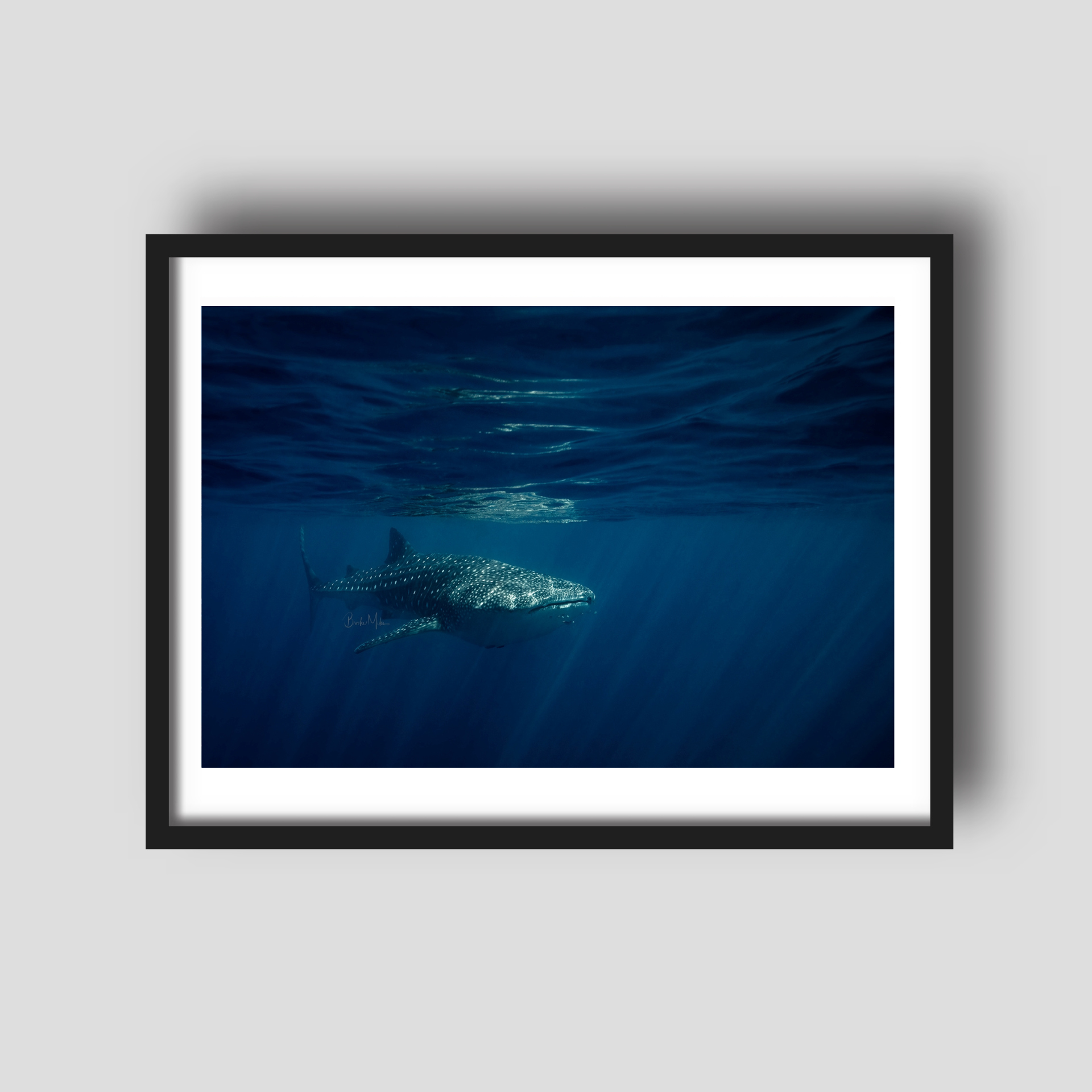 Approach - Whale Shark Print