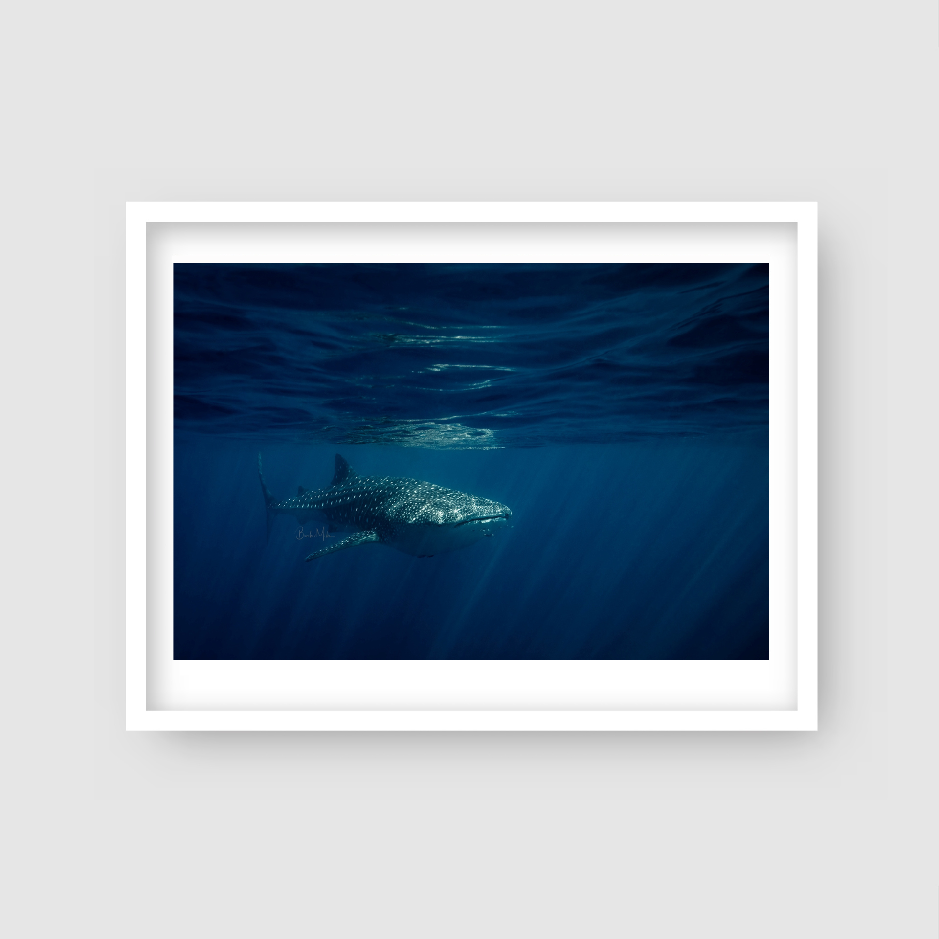 Approach - Whale Shark Print