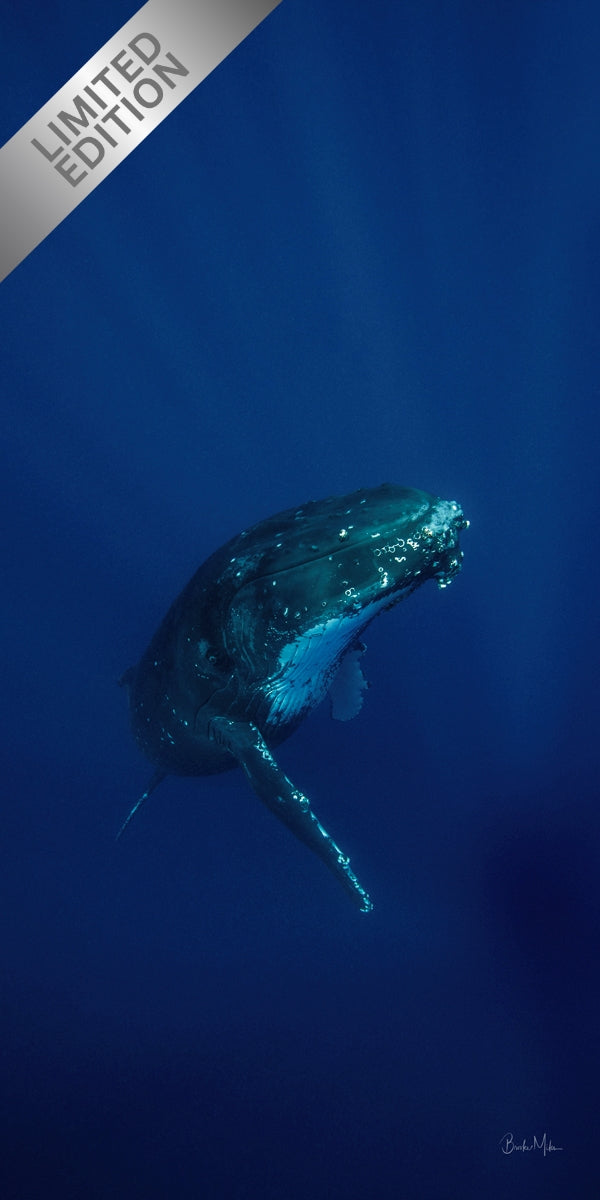 Ascent - Humpback Whale Print