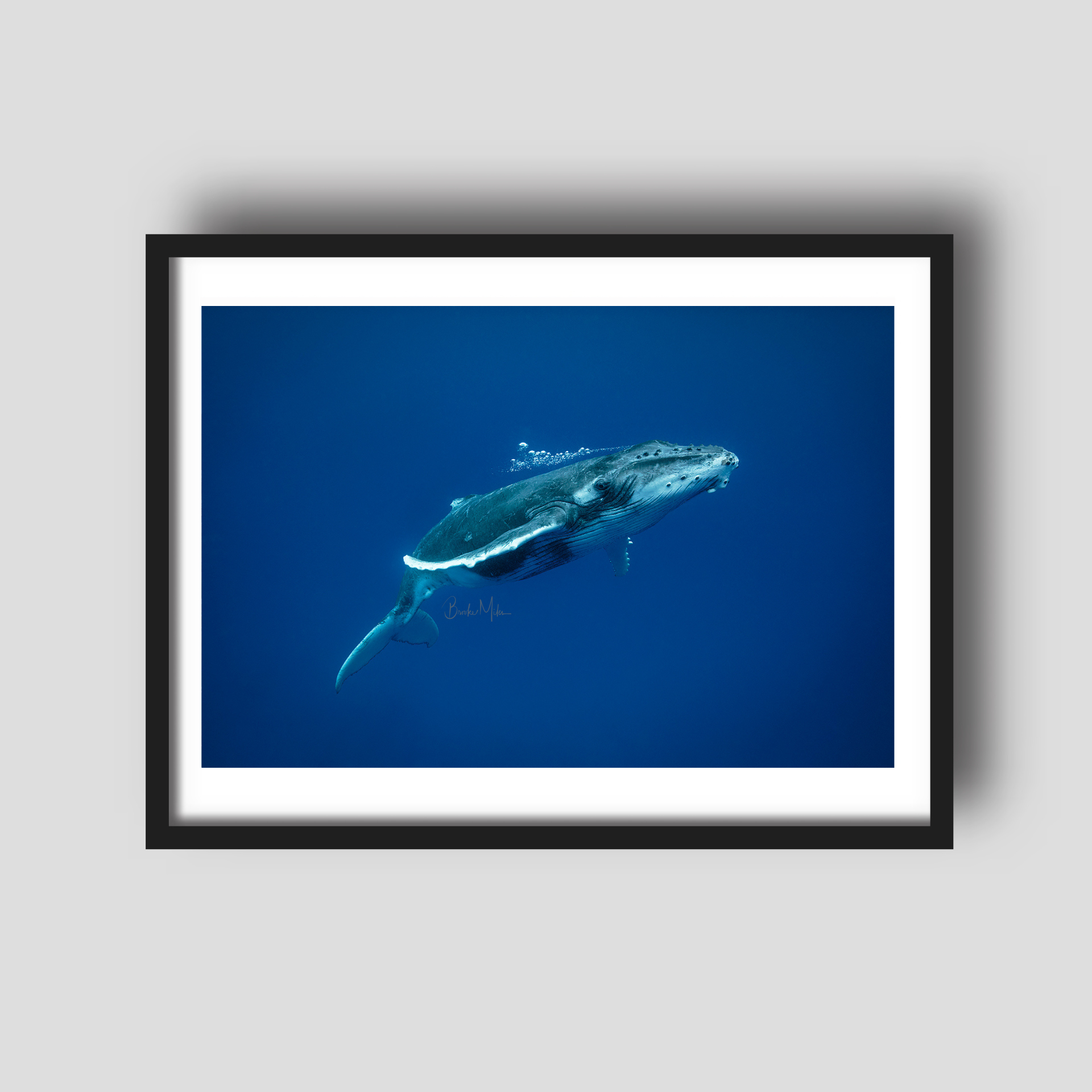 Baby Breath - Humpback Whale Print