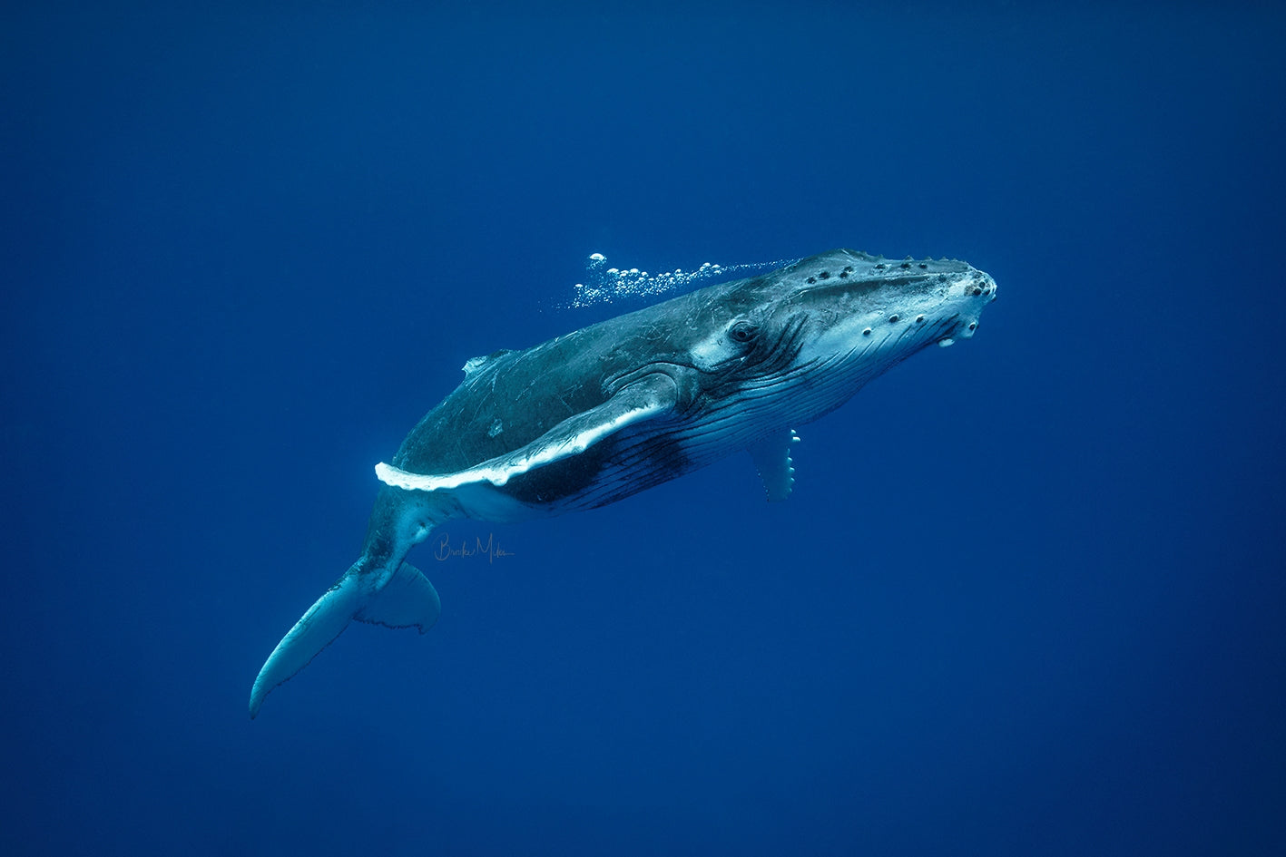 Baby Breath - Humpback Whale Print