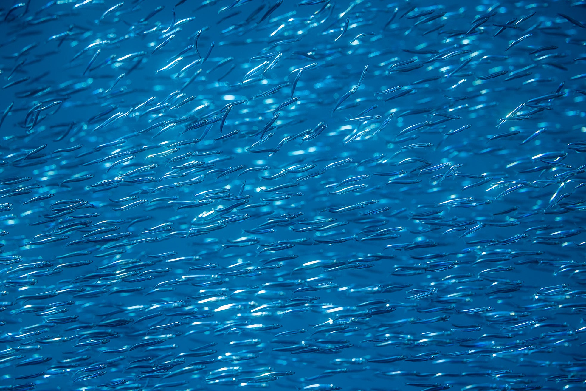 Bait Highway - Underwater Fish Print