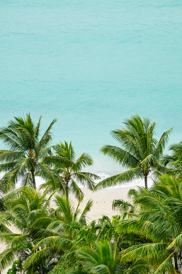 Beachside Dreams - Palm Tree Print