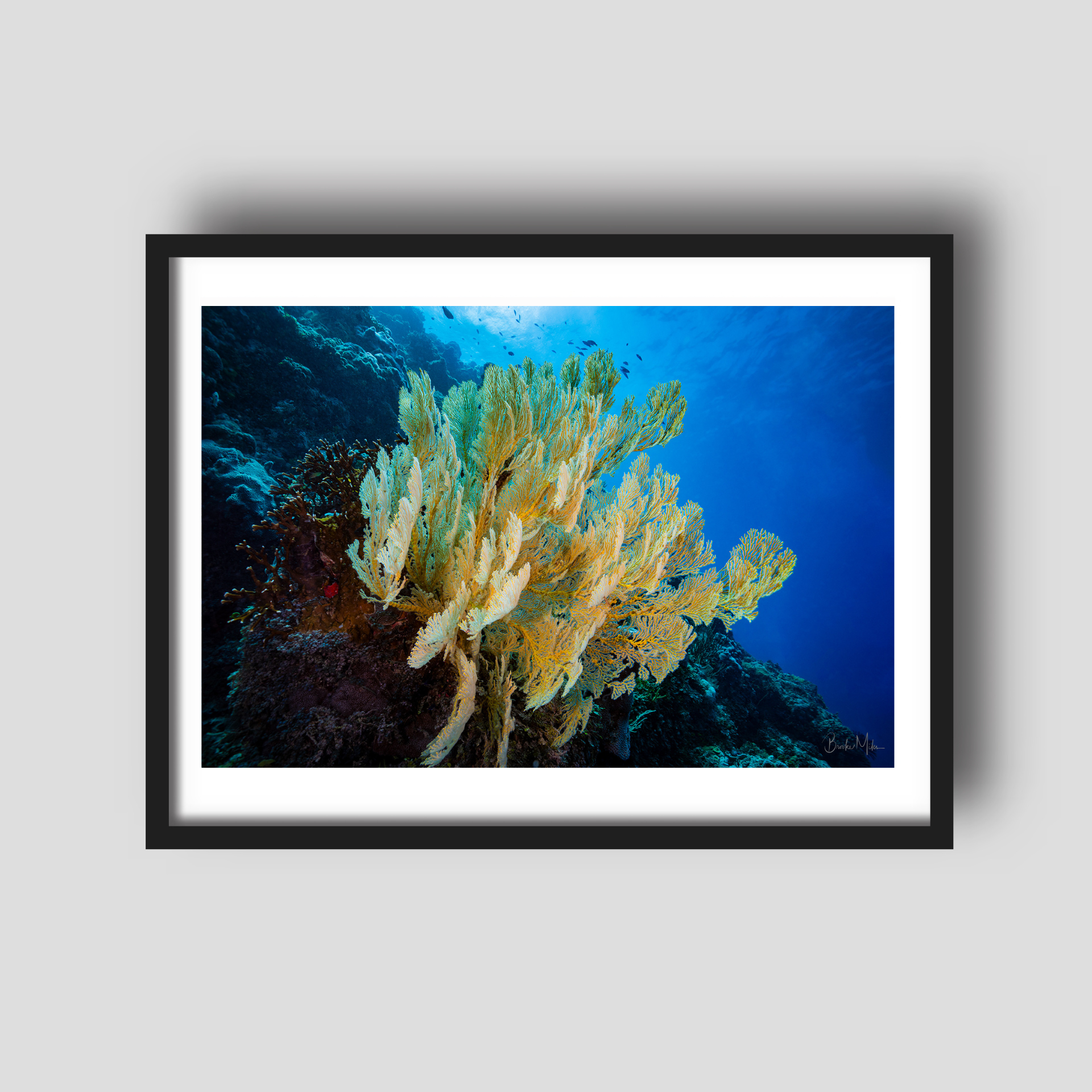 Big Fan - Underwater Reef Print