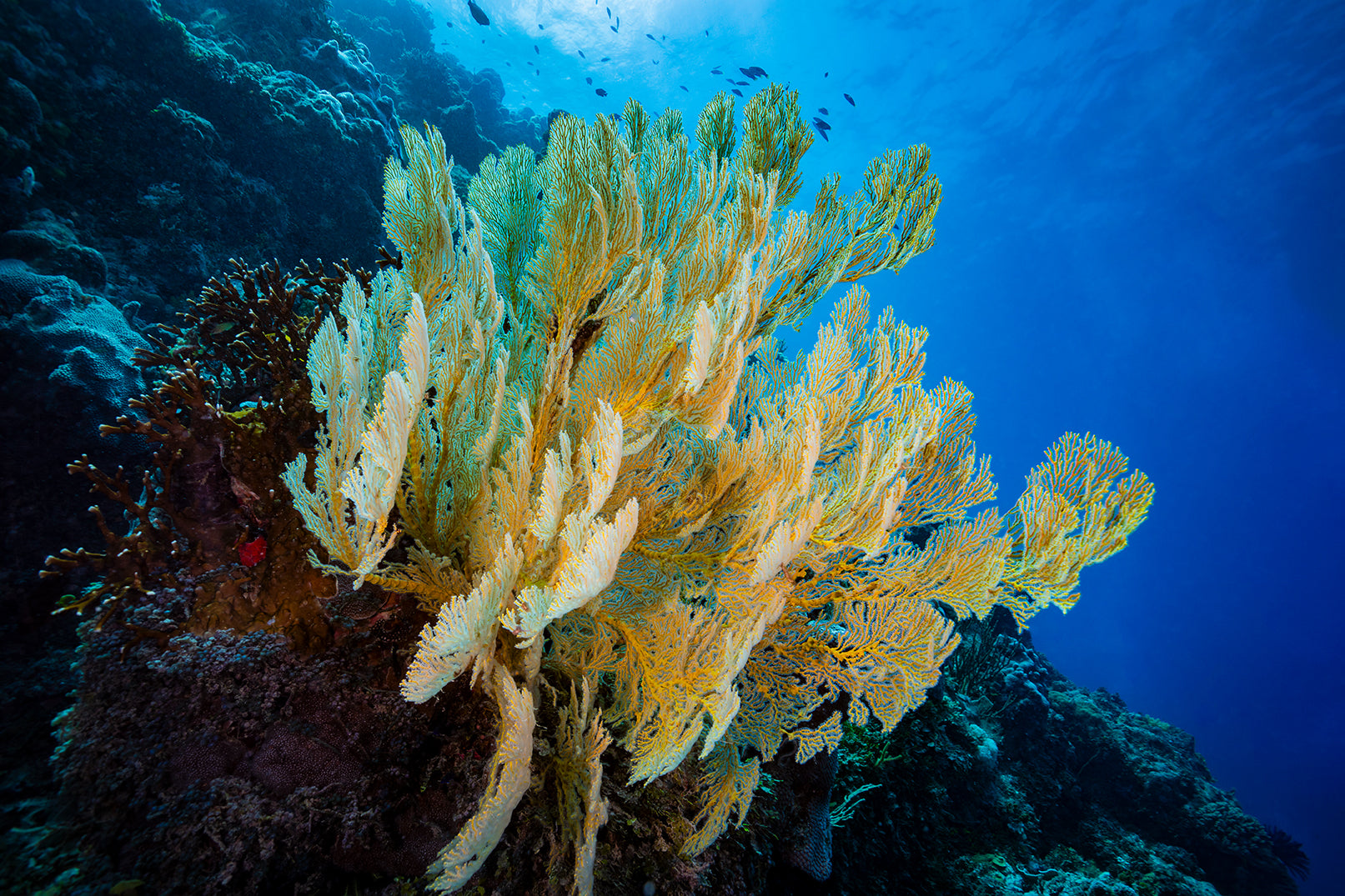 Big Fan - Underwater Reef Print