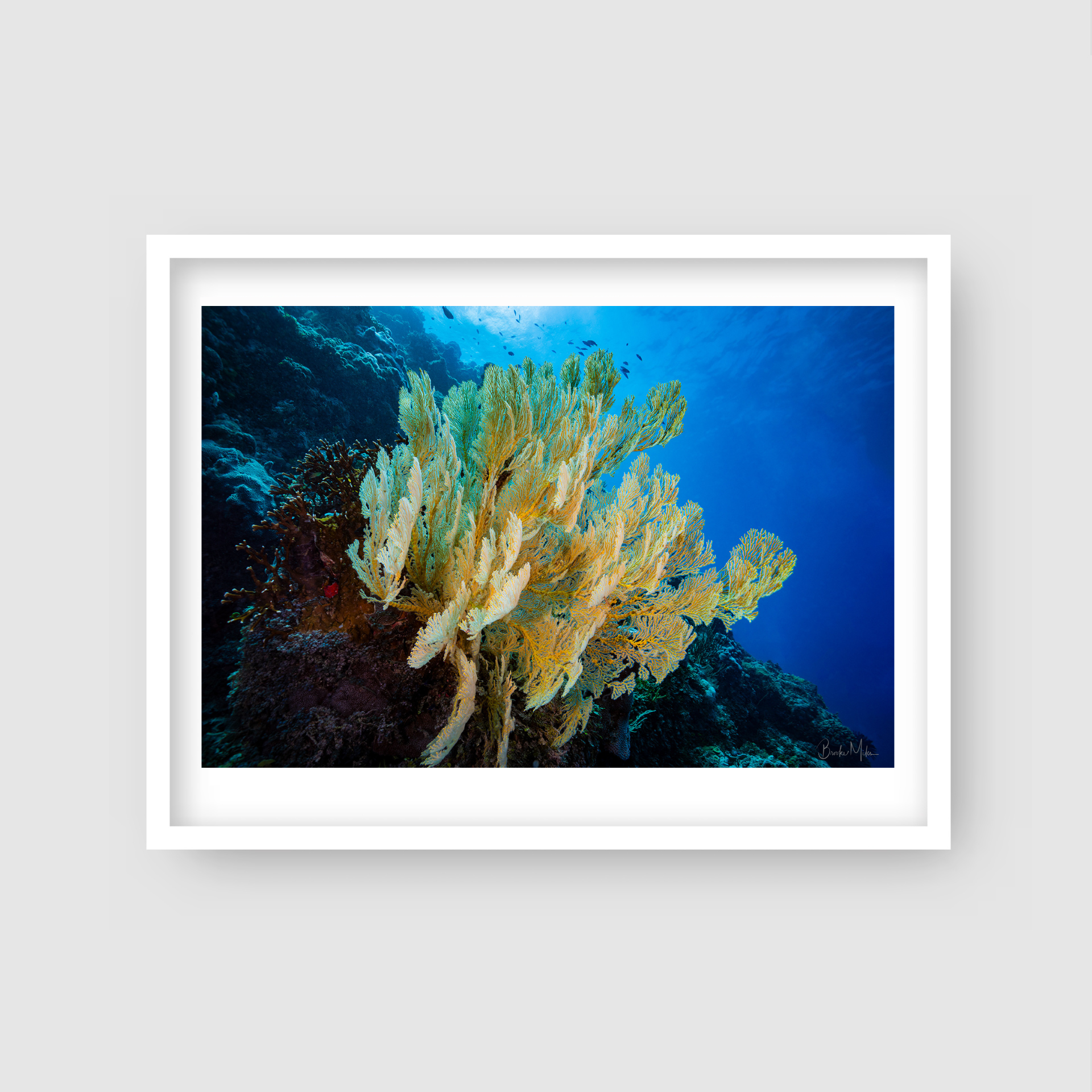 Big Fan - Underwater Reef Print