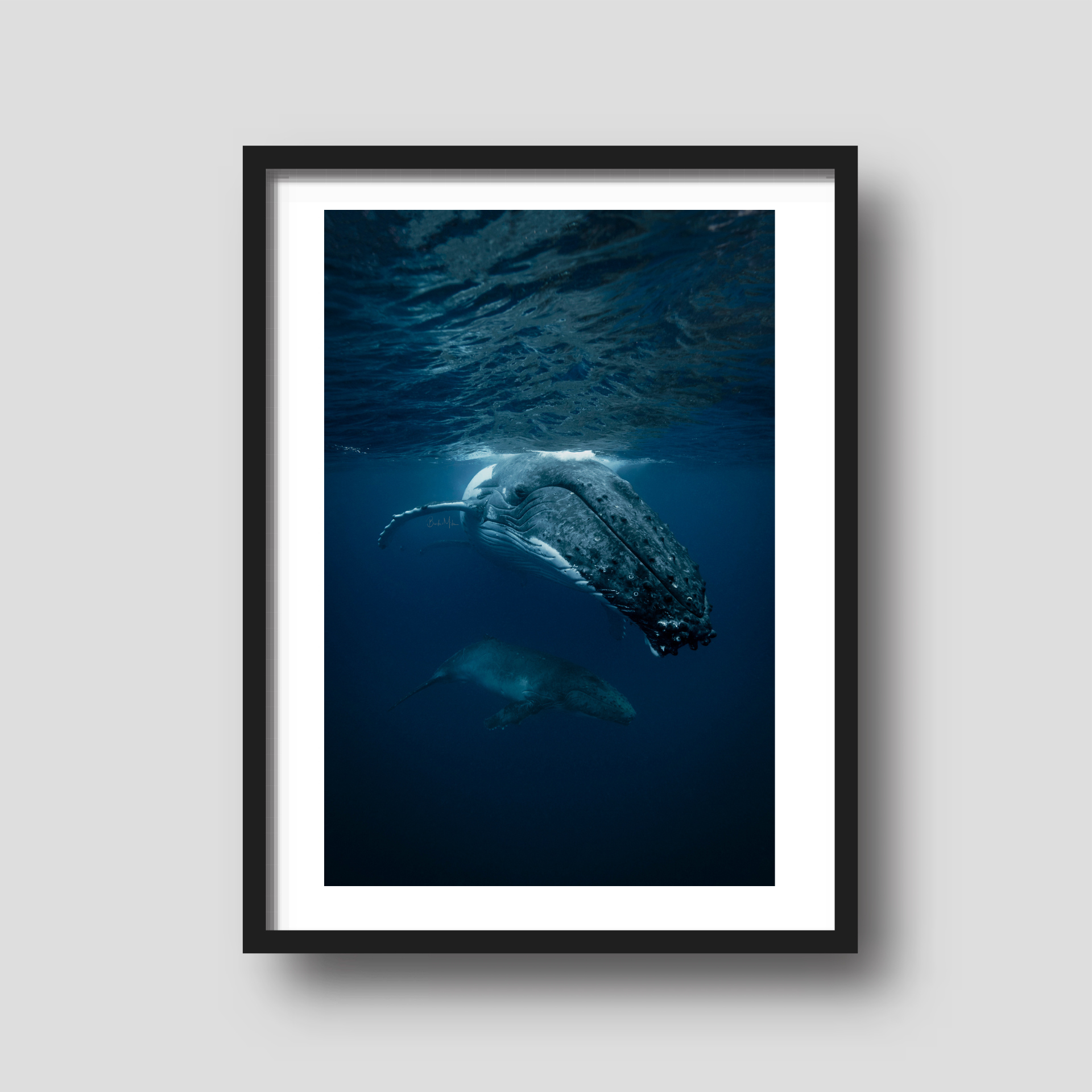 Big Mumma - Humpback Whale and Calf Print
