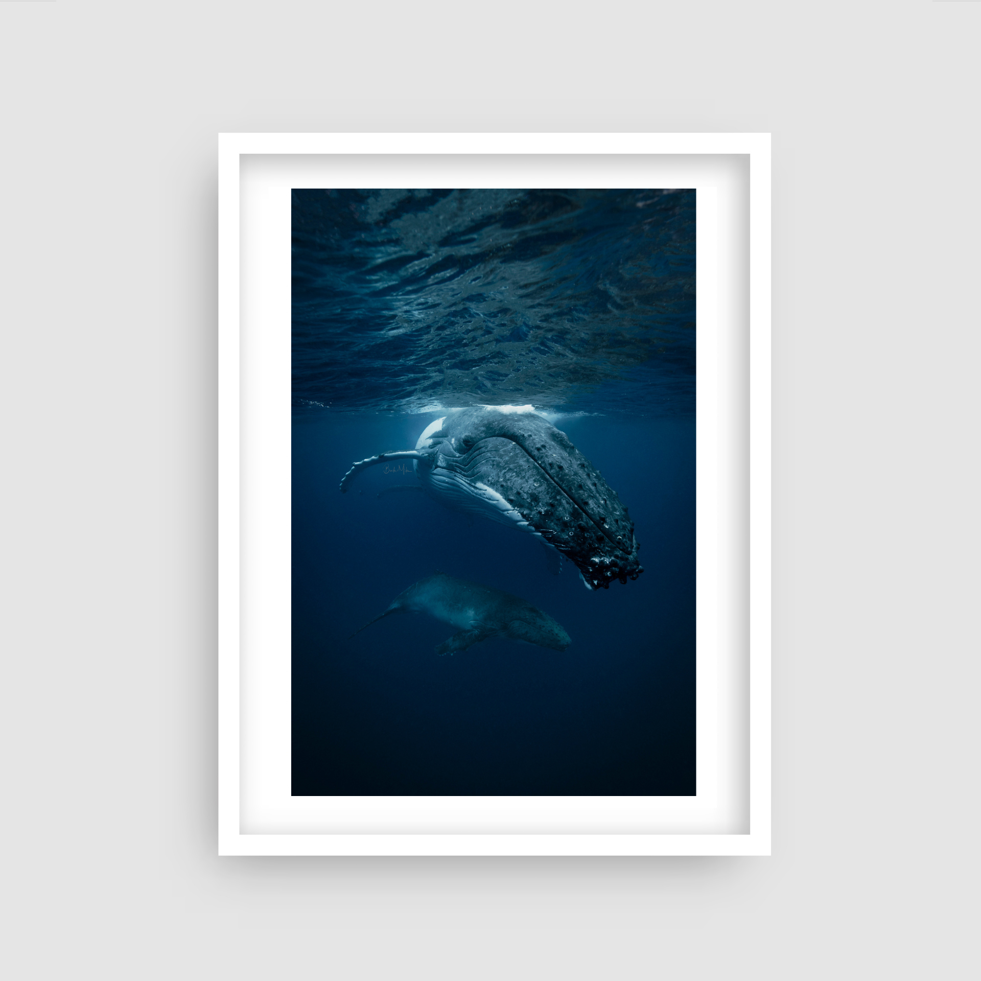 Big Mumma - Humpback Whale and Calf Print