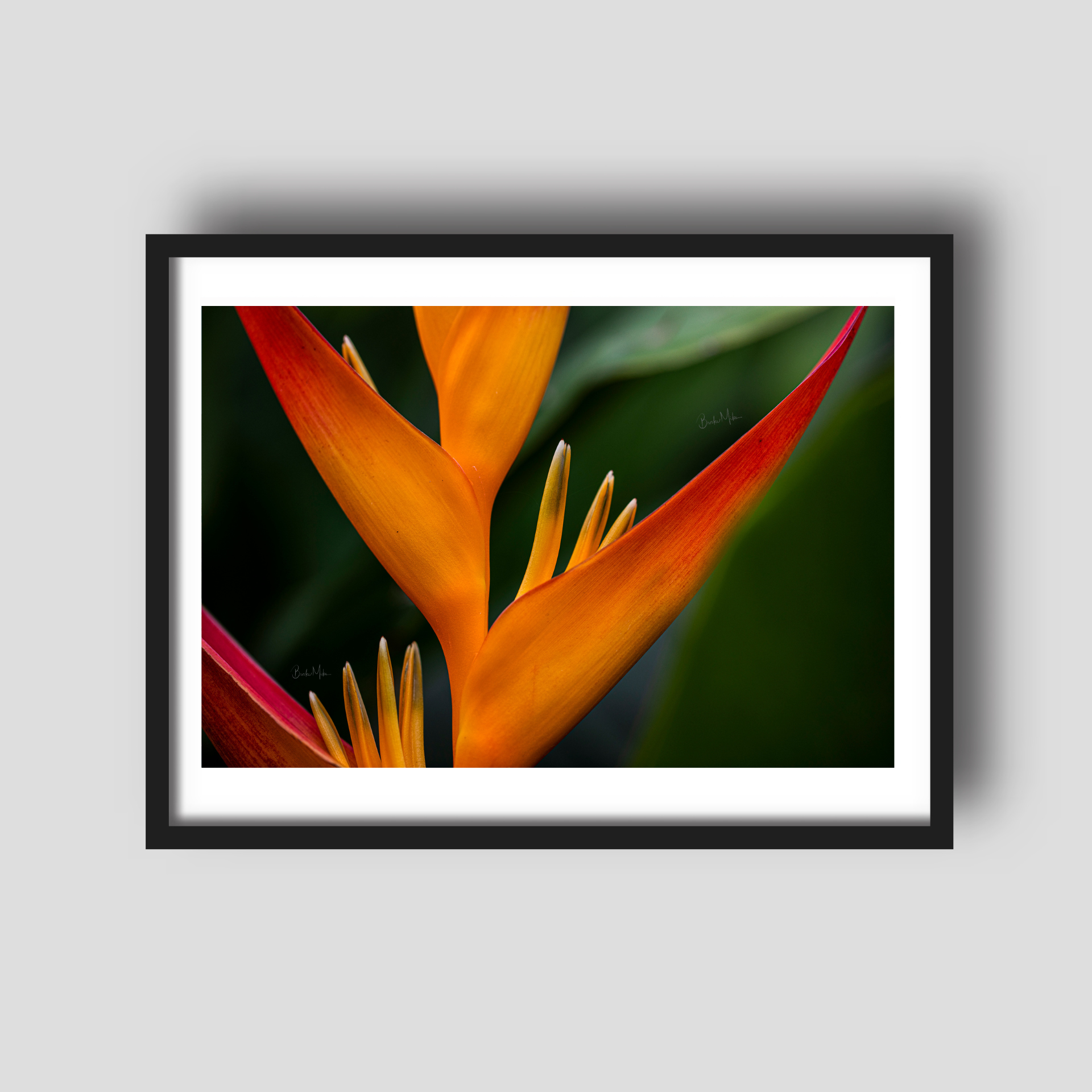 Birds of Paradise - Flower Print