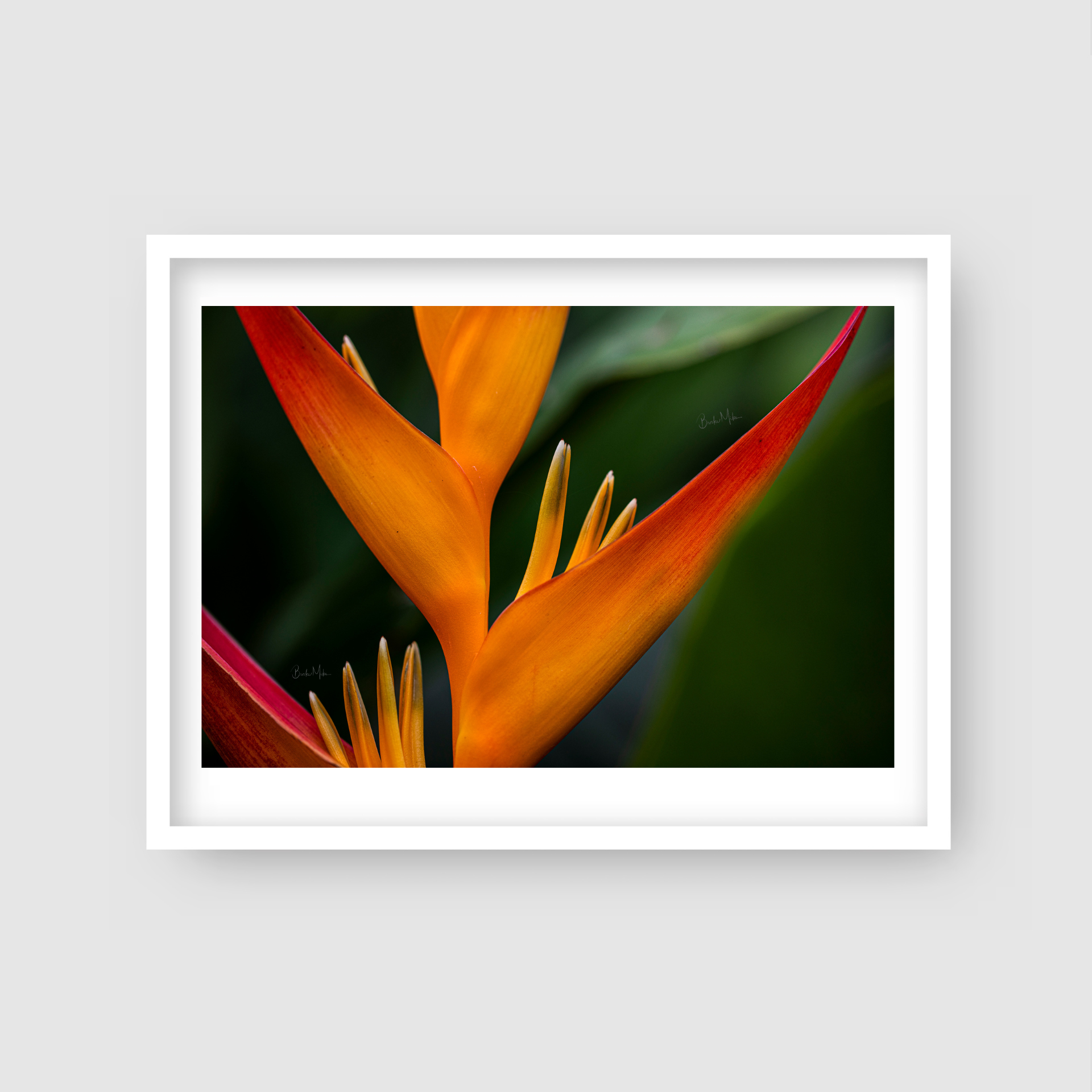 Birds of Paradise - Flower Print