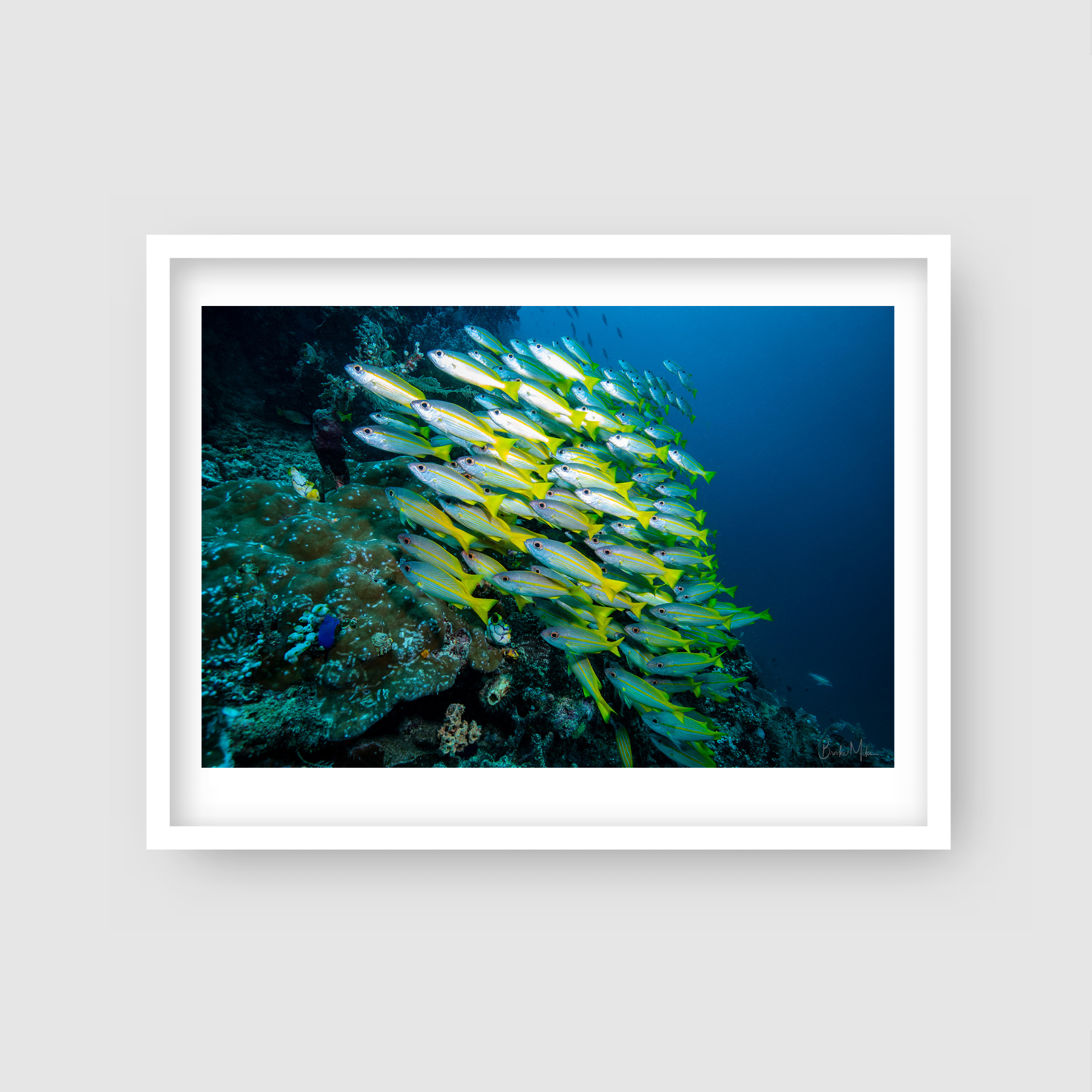 Blue Magic - Underwater Reef Print