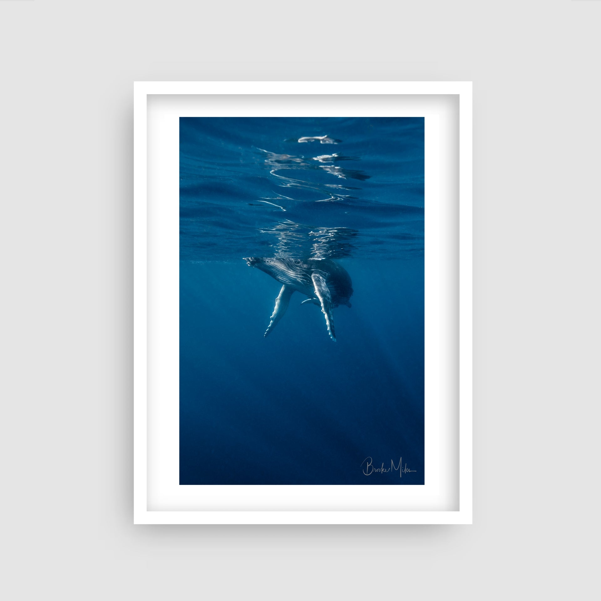 Bluey - Humpback Whale Print