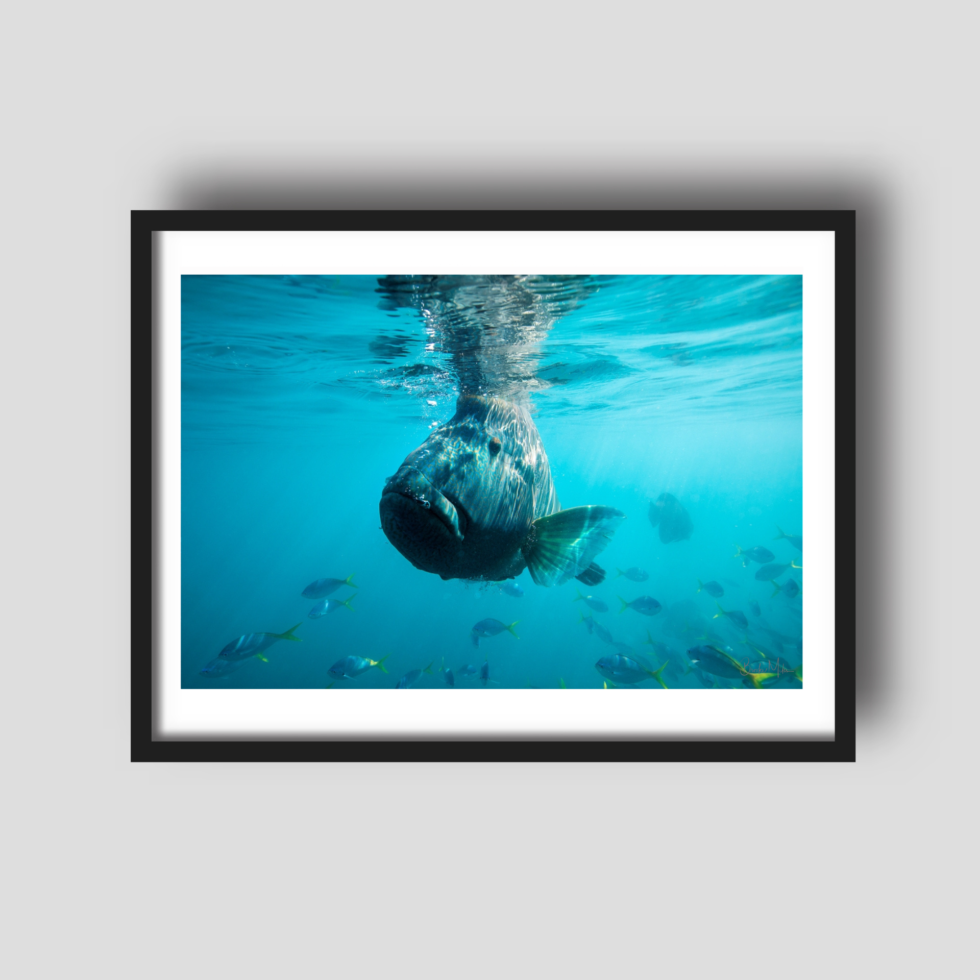 Bubbles - Underwater Humphead Print