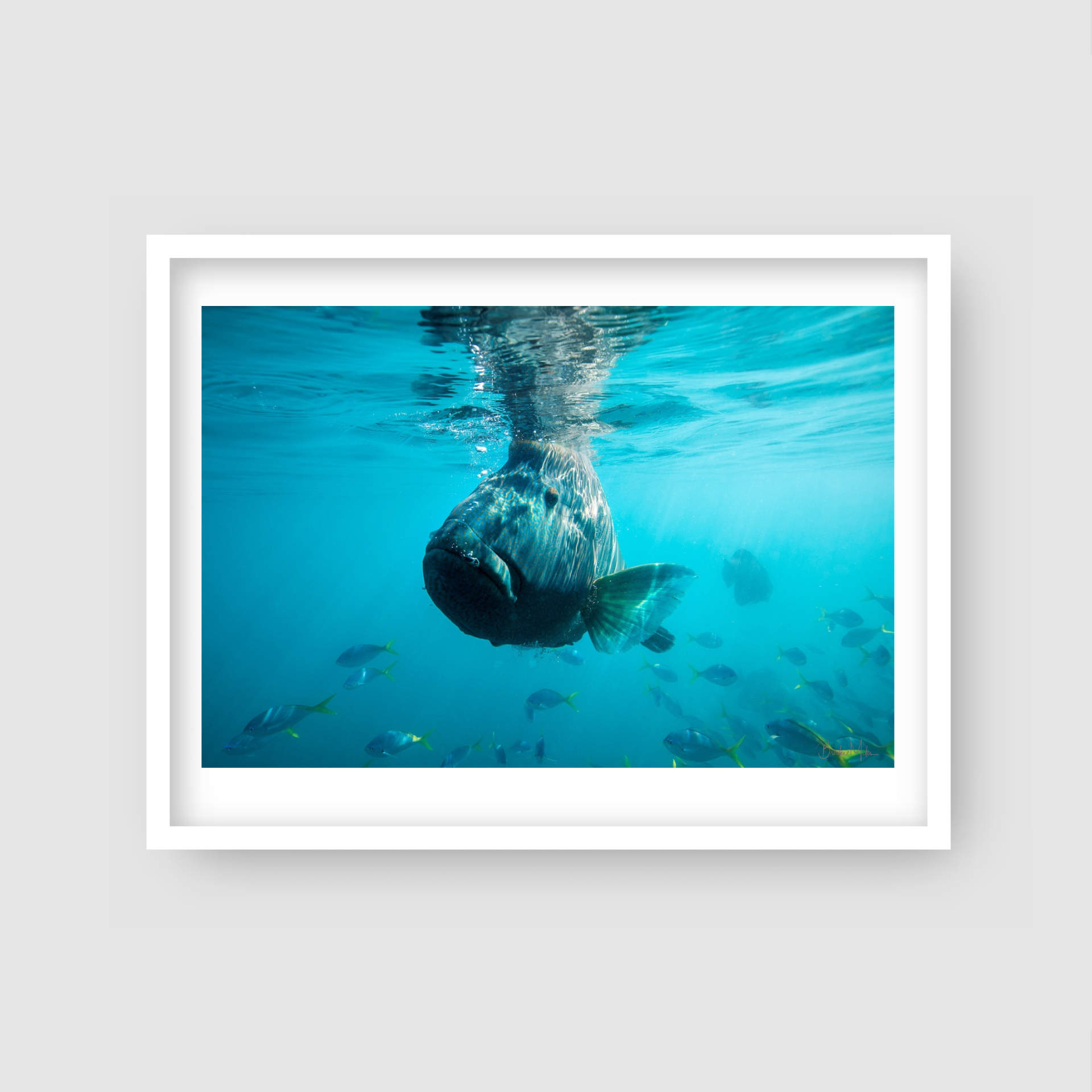 Bubbles - Underwater Humphead Print