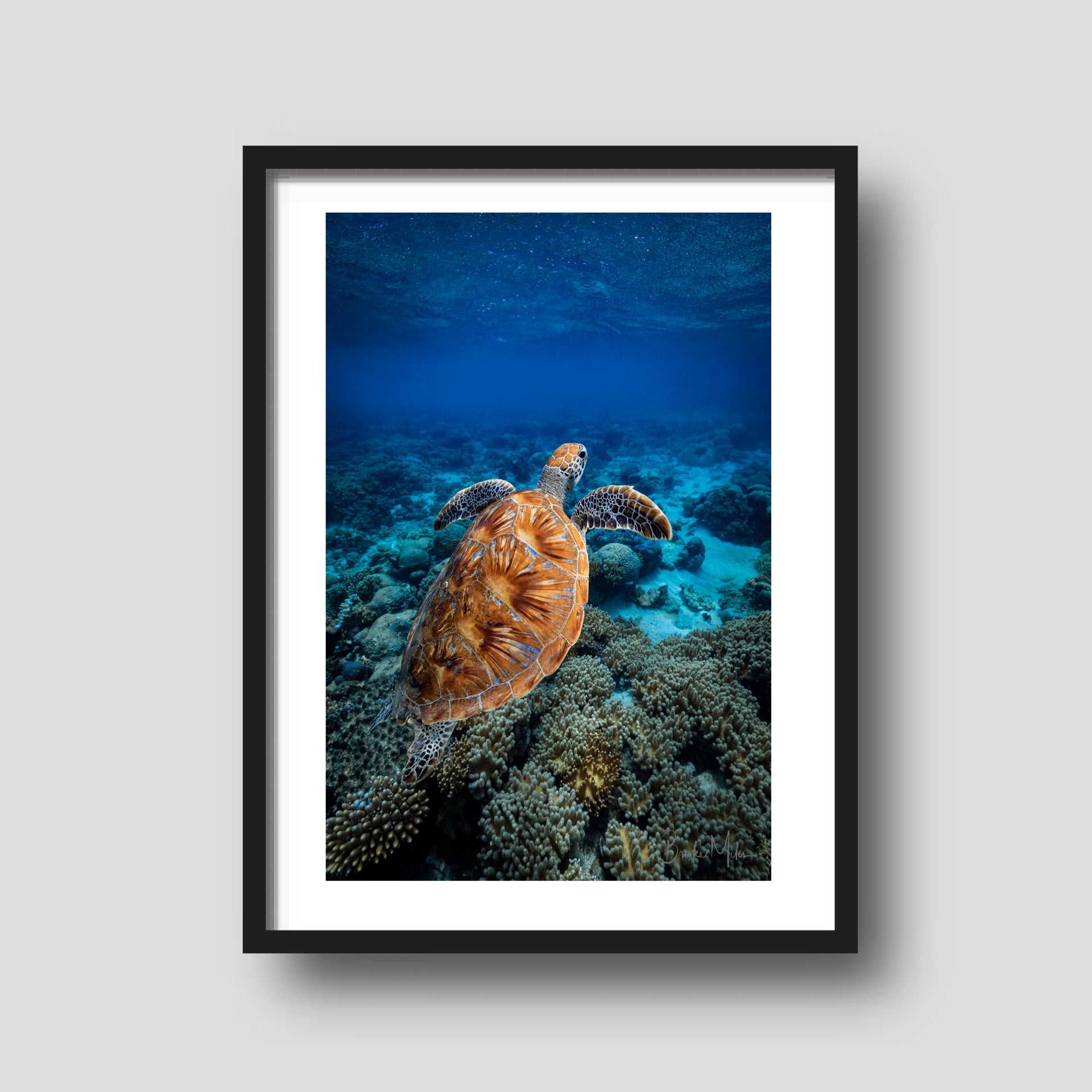Buddy - Green Sea Turtle Print - Great Barrier Reef