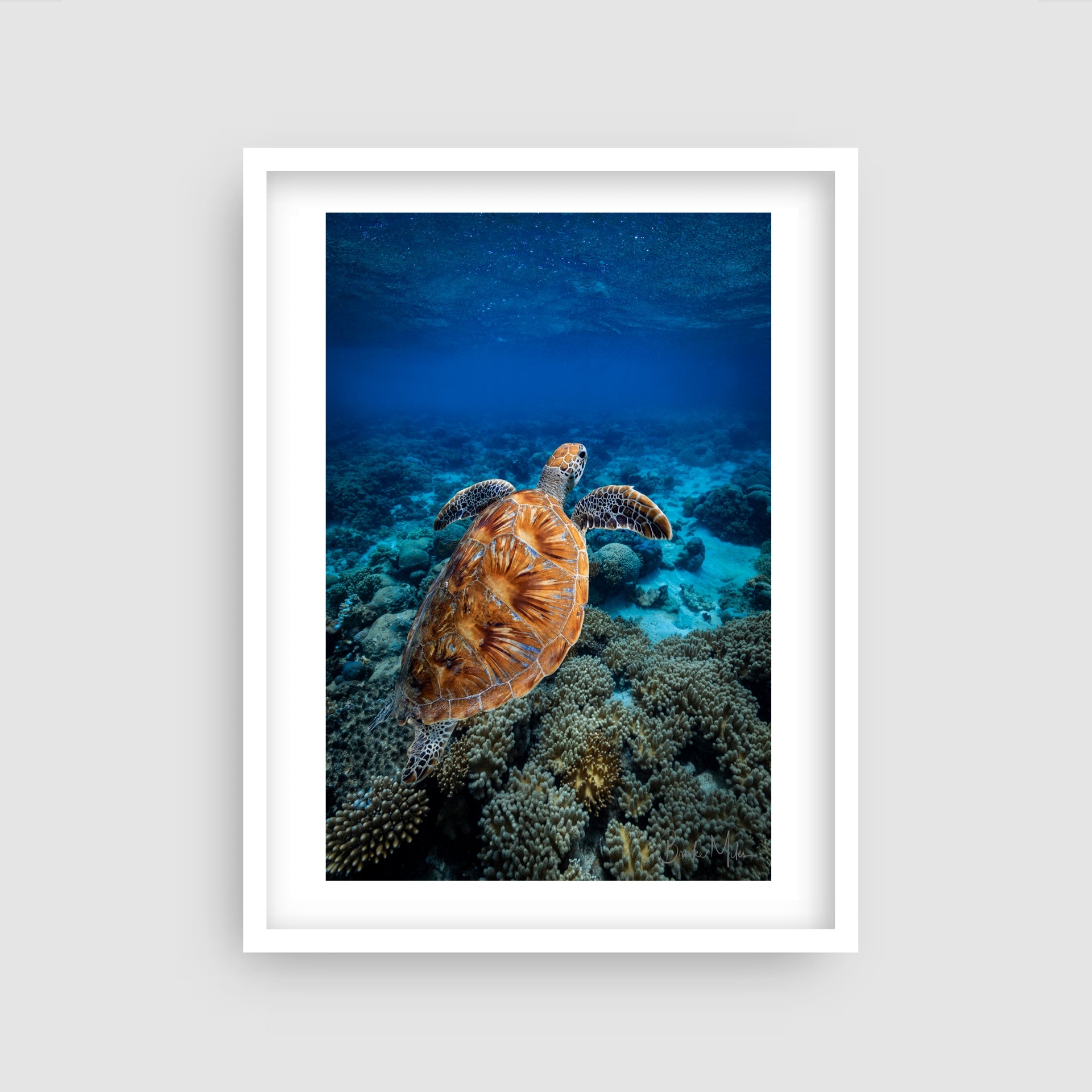 Buddy - Green Sea Turtle Print - Great Barrier Reef