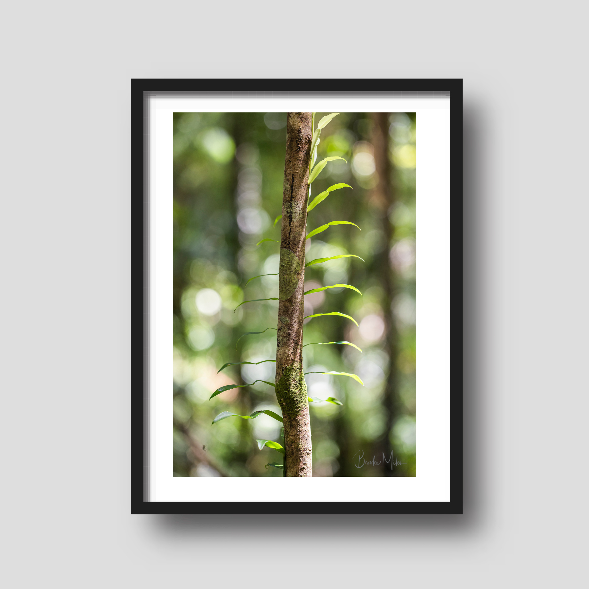 Candle Vine - Rainforest Print