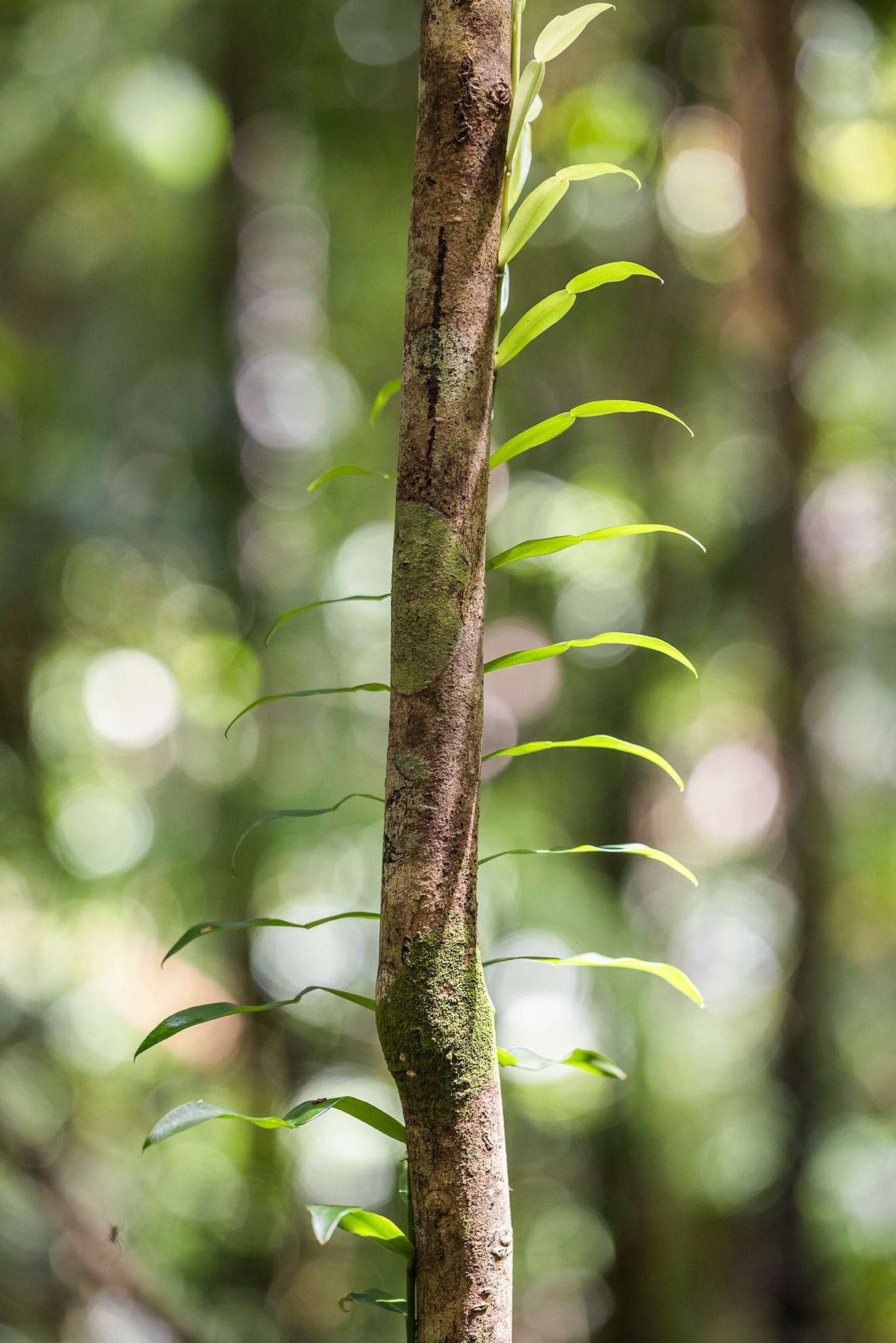 Candle Vine - Rainforest Print