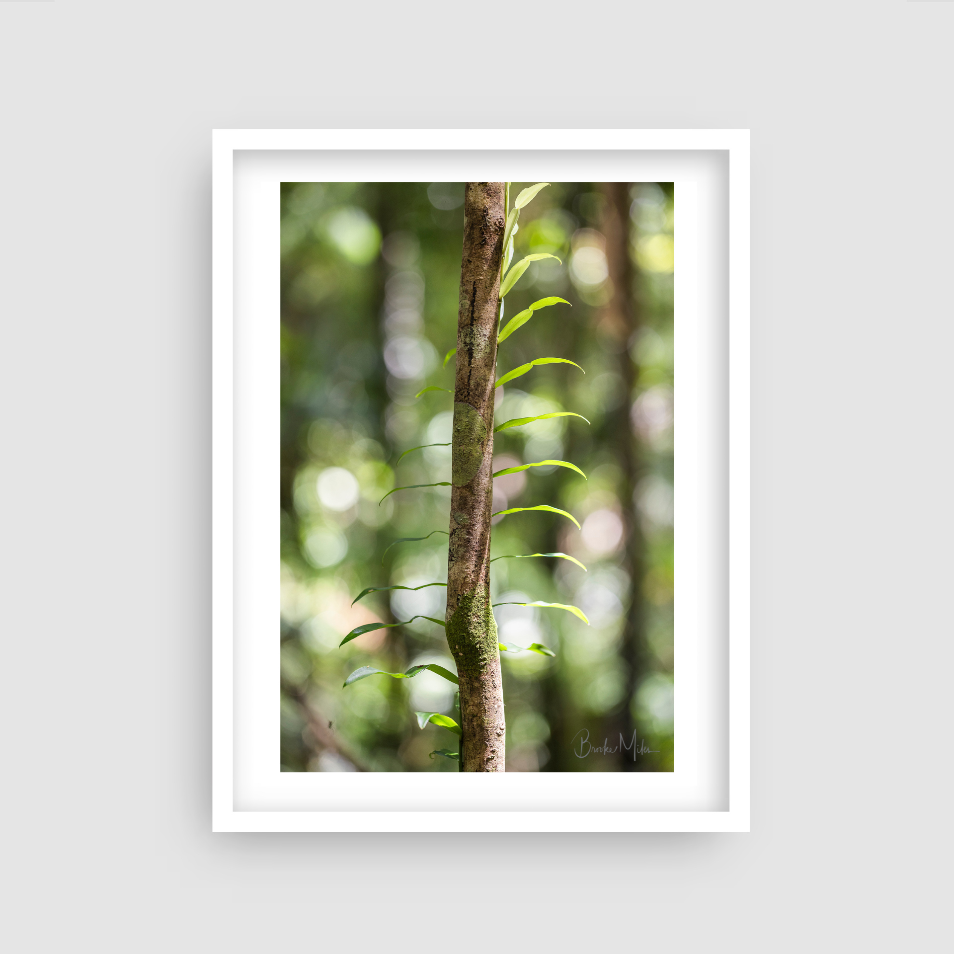 Candle Vine - Rainforest Print