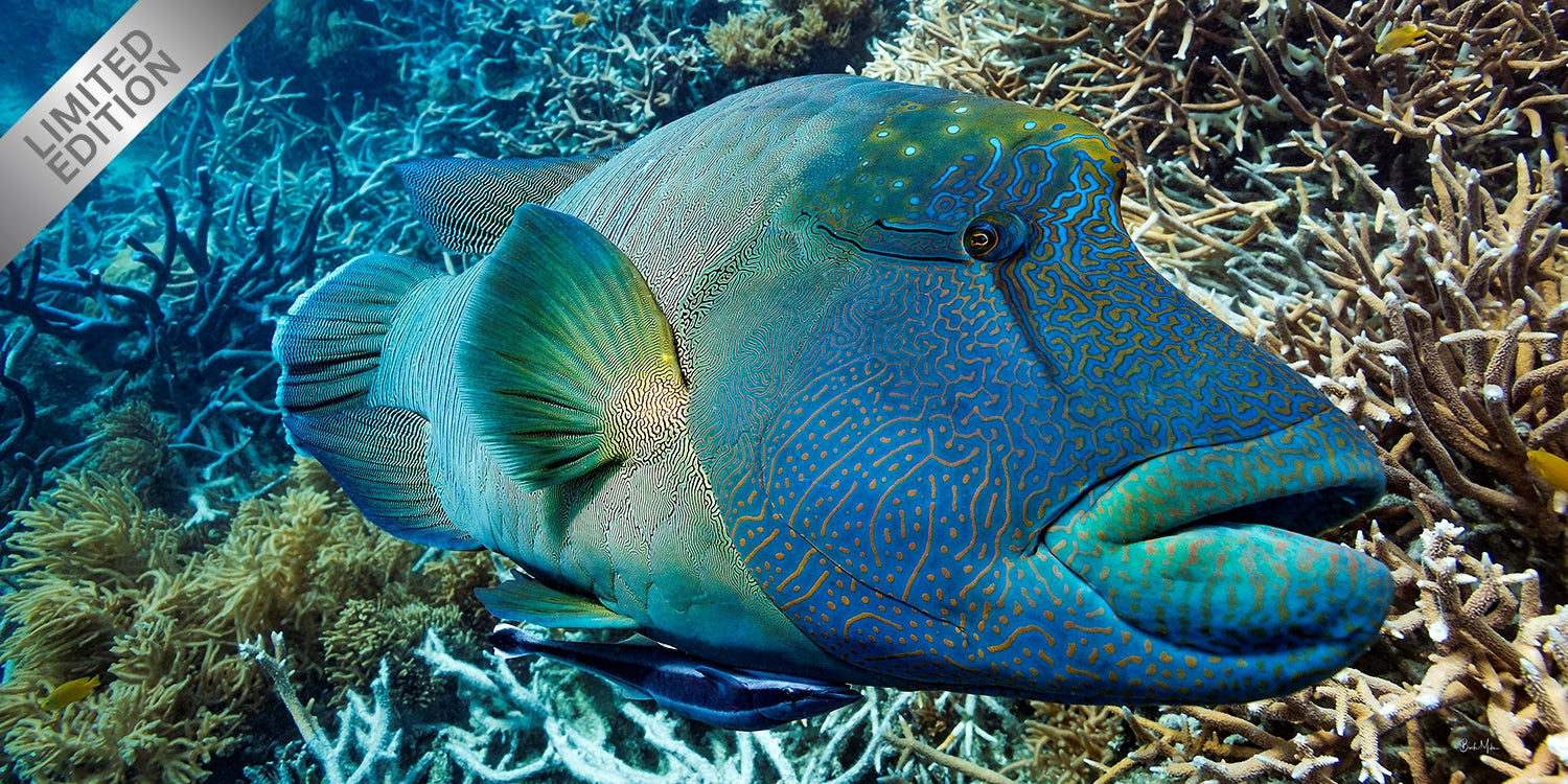 Charlie Boy - Underwater Maori Wrasse Print