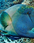 Charlie Boy - Underwater Maori Wrasse Print