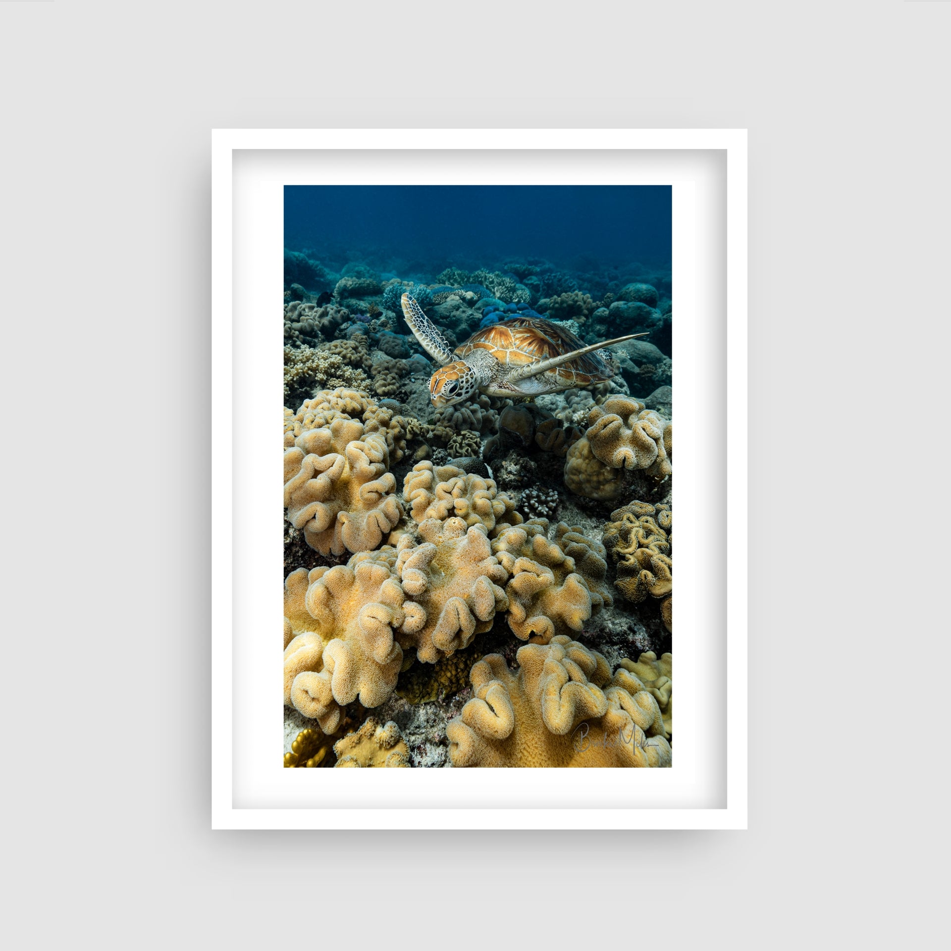 Chelonian Gardens - Green Sea Turtle Print - Great Barrier Reef