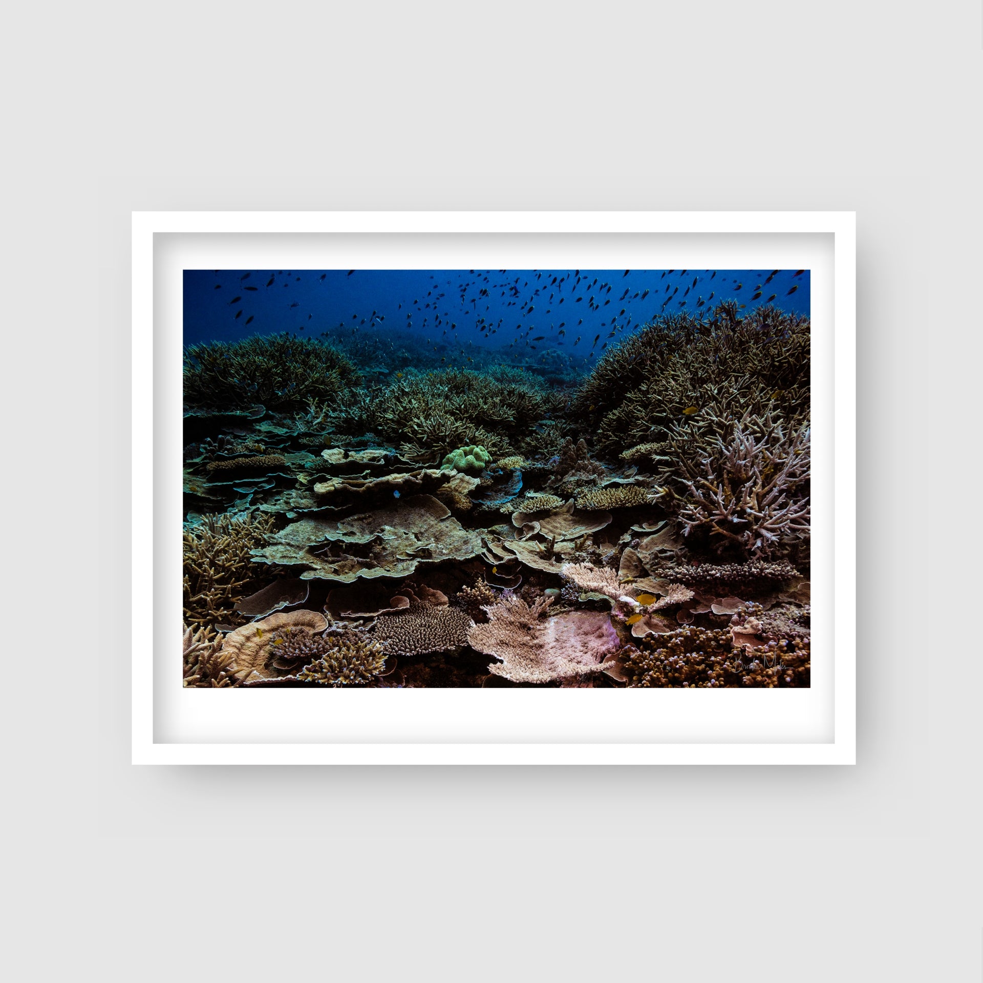 City - Underwater Reef Print
