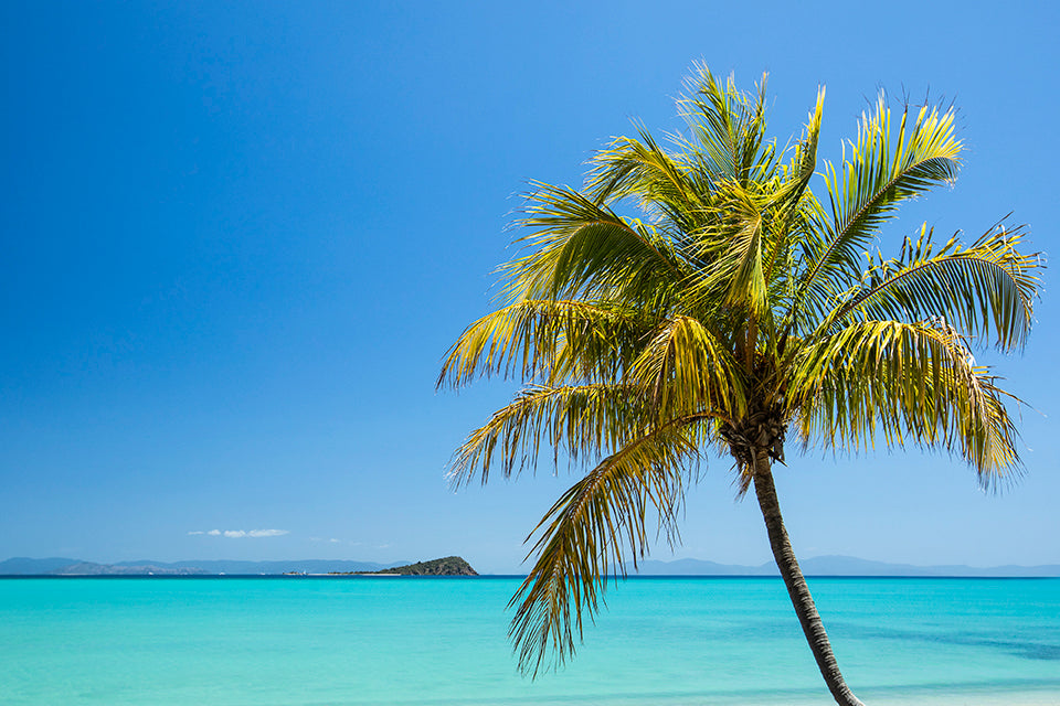 Coastal Escape - Island Palm Tree Print