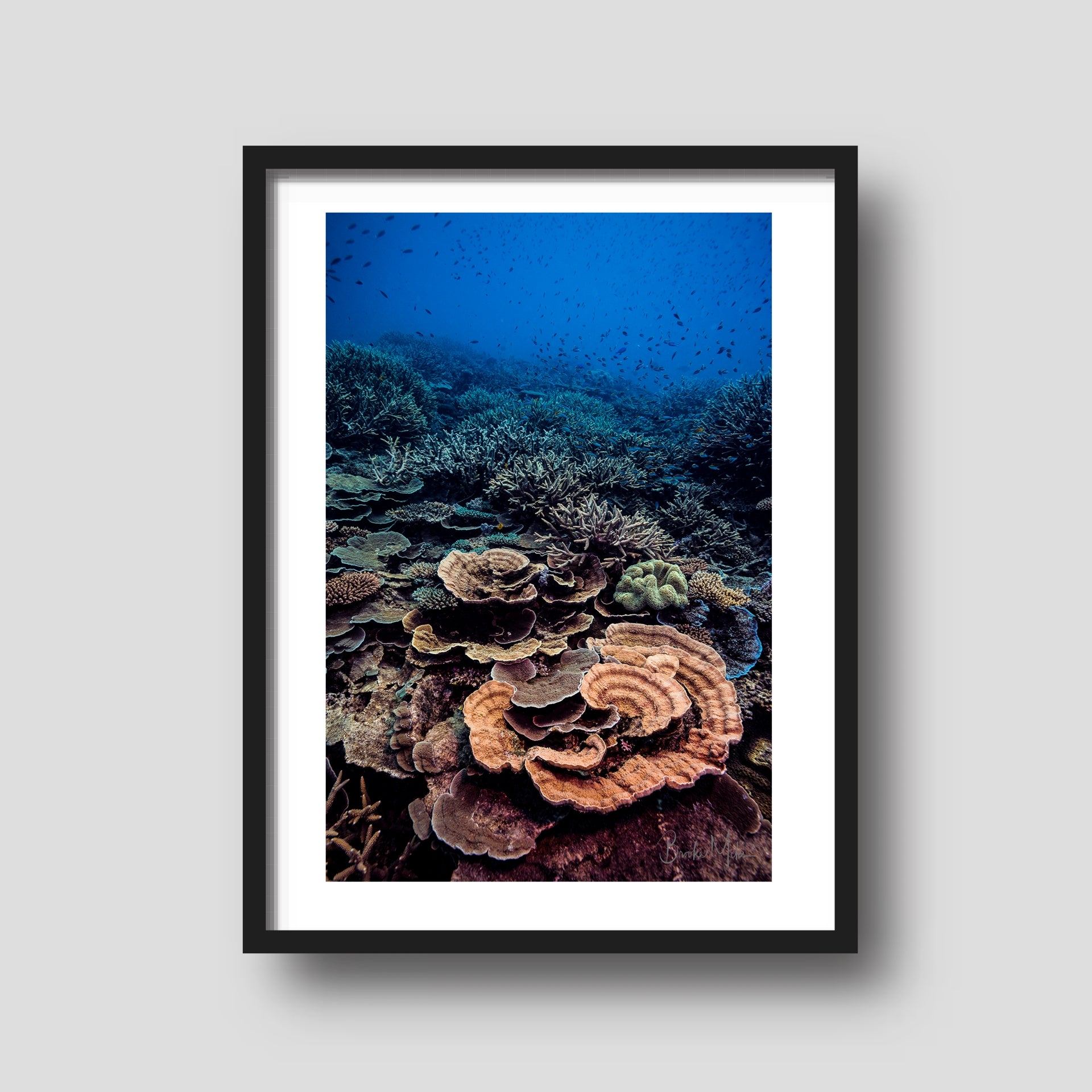 Coral Fiesta - Underwater Reef Print