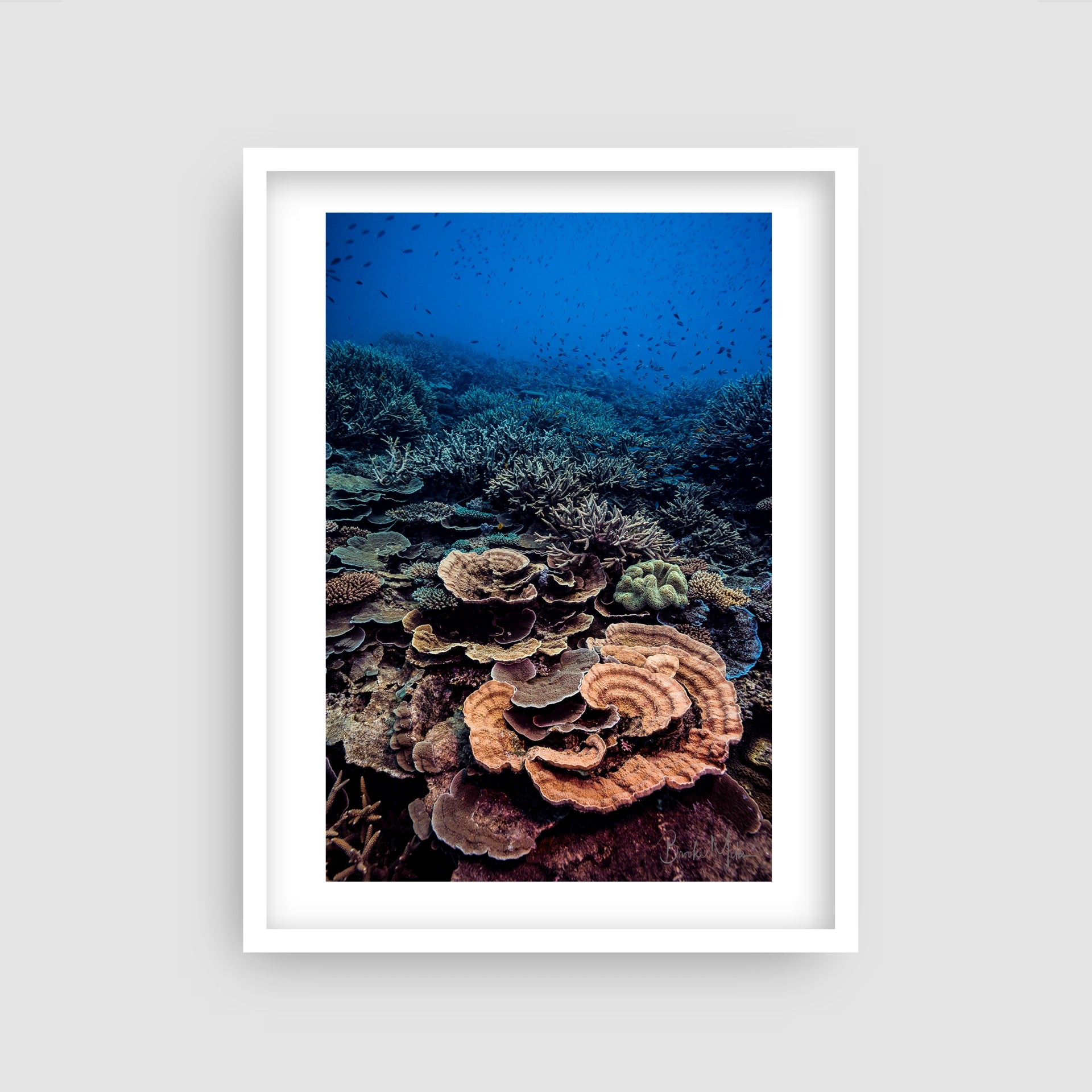 Coral Fiesta - Underwater Reef Print