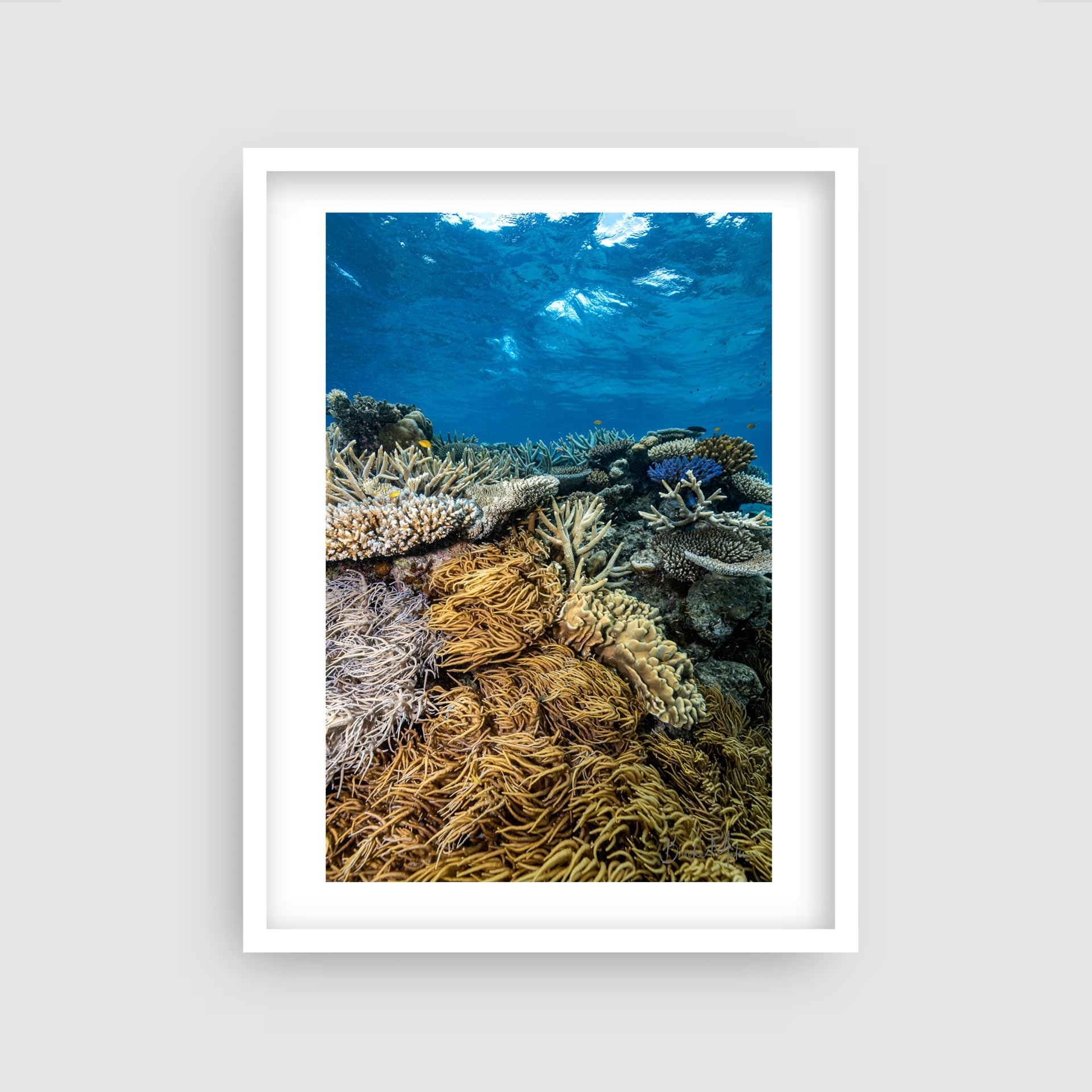 Coral Forest - Underwater Reef Print
